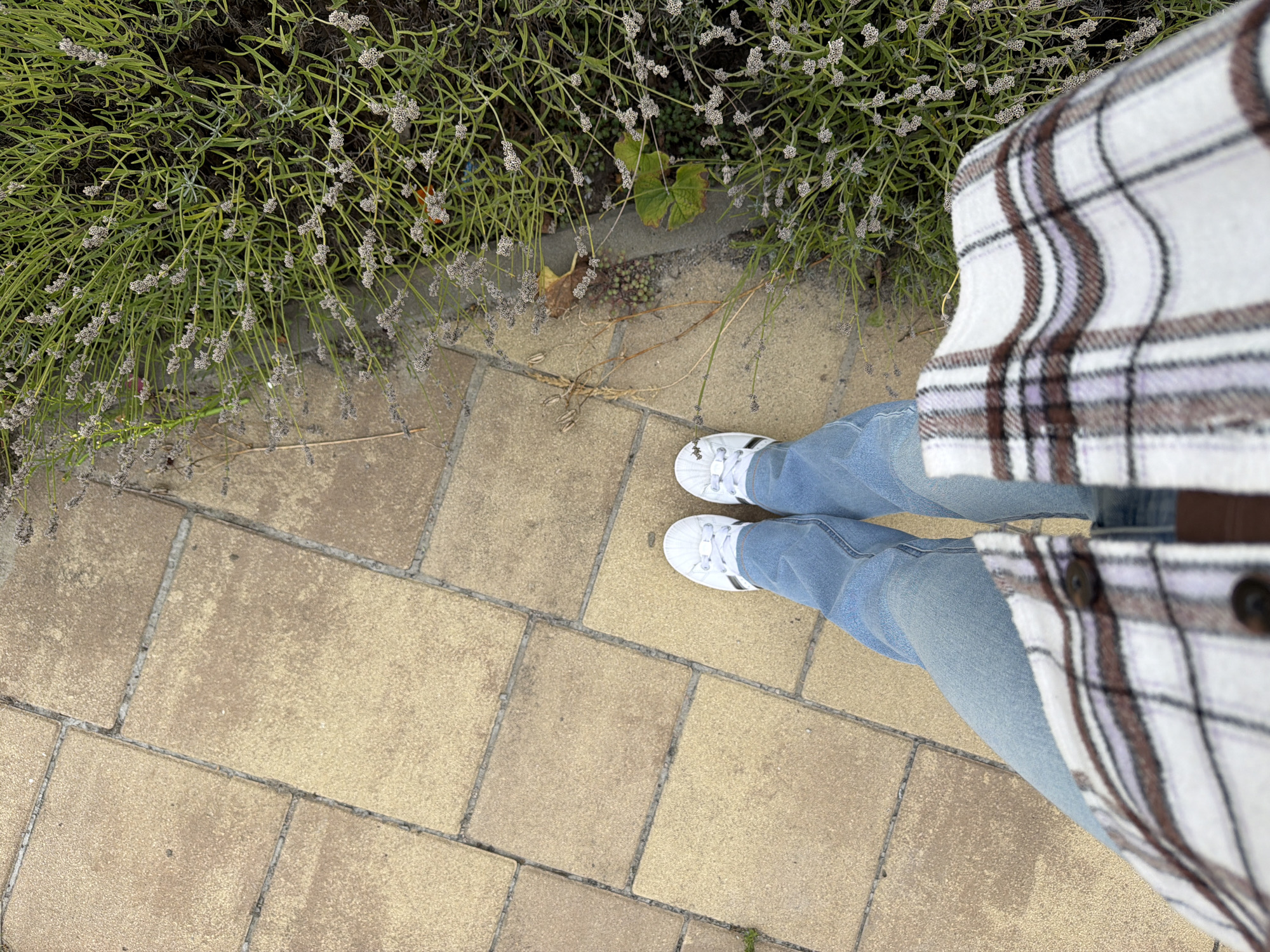 The image shows a first-person perspective of a person standing on a paved walkway next to a patch of lavender. The walkway is made of rectangular tan-colored pavers. The lavender is green with small purple flower buds. The person is wearing light blue jeans, white sneakers with black stripes, and a plaid shirt with white, purple, and brown colors. The scene appears to be outdoors, possibly in a park or garden. There are no identifying landmarks or information that would specify the exact location within Kyiv, Ukraine.
