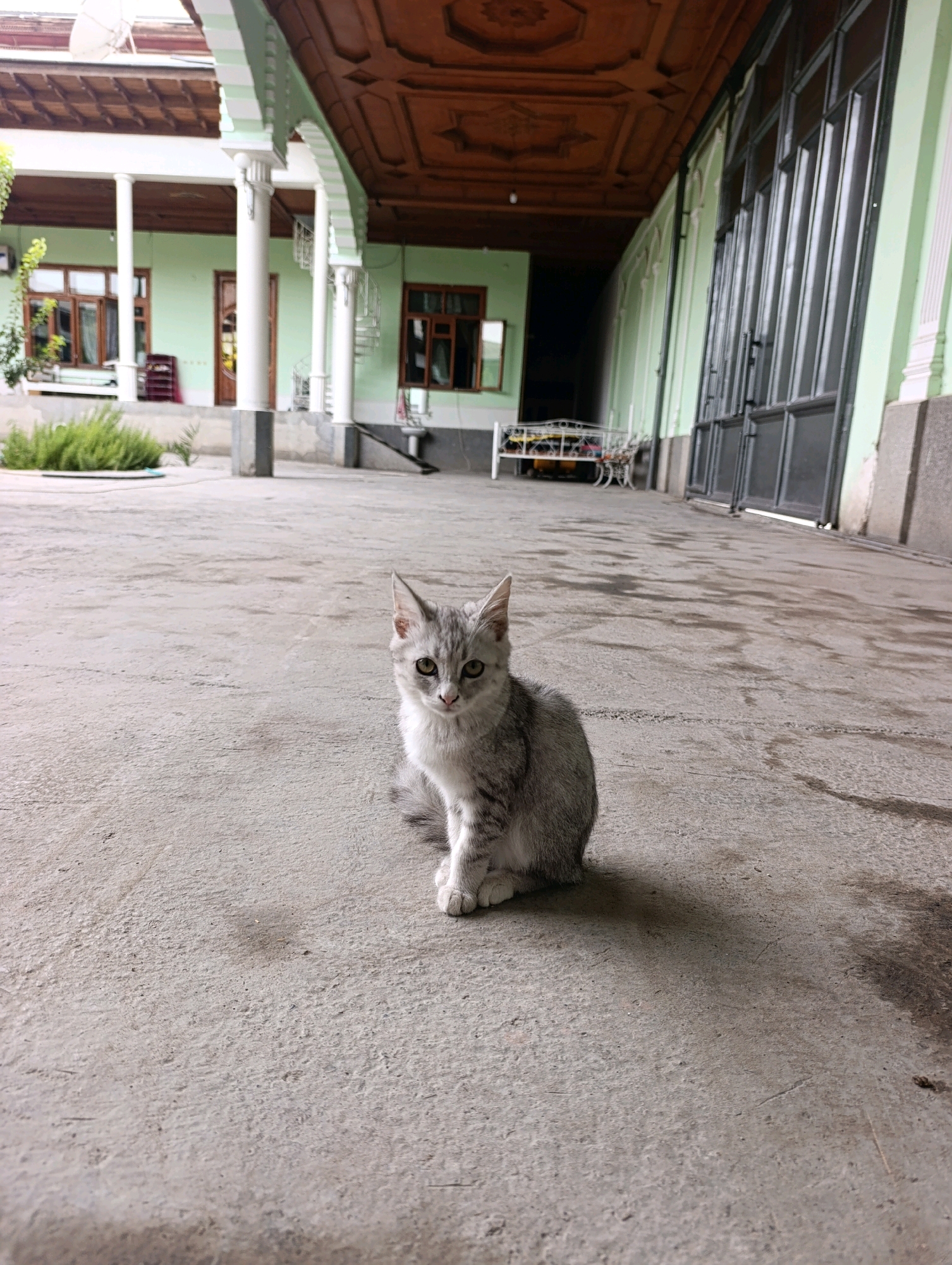 A young tabby cat sits on a concrete courtyard in Margilan City, Uzbekistan. The cat is light gray with darker stripes and has green eyes. It is facing the camera and appears to be looking directly at the viewer. In the background, a building with light green walls and white pillars is visible. The building has wooden ceilings and large, dark-colored doors. A metal gate and a white metal bed frame are also present in the background. A small bush with green foliage is located to the left of the building. The ground is made of concrete and shows some signs of wear and tear. The lighting suggests it is daytime.