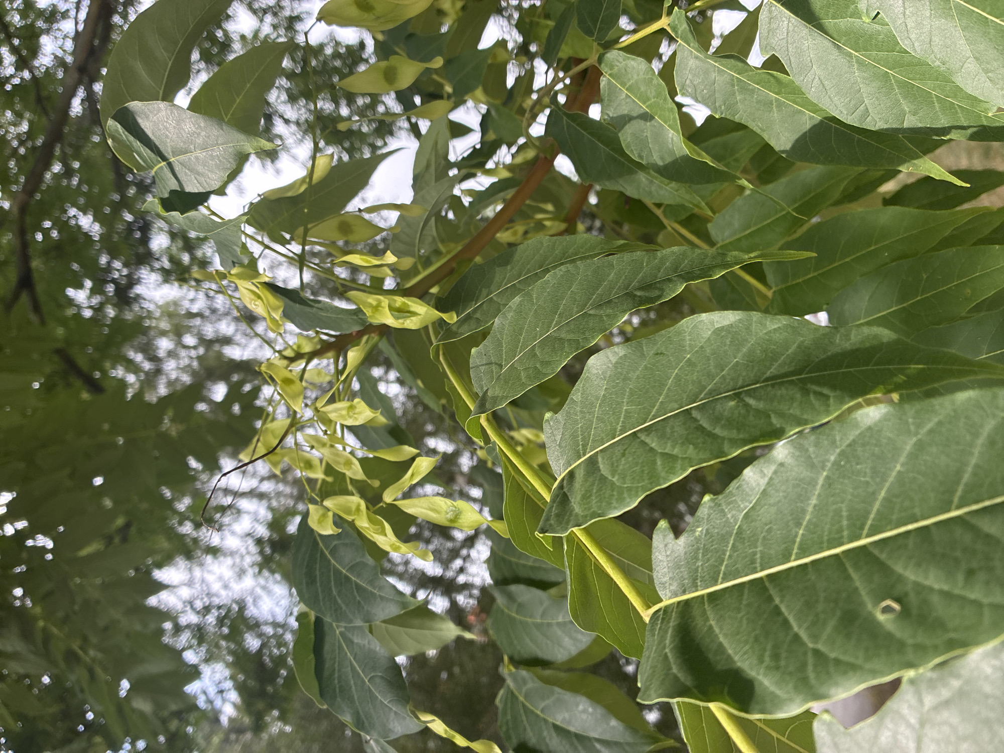 The image is a close-up, high-angle shot of a tree branch with green leaves and developing seed pods. The leaves are compound, with multiple leaflets on each stem, and are a vibrant green color. Some of the leaflets have a slightly serrated edge. The seed pods are a lighter green and hang in clusters from the branches. They appear to be developing and are elongated with a pointed end. The background is blurred, showing more green foliage and hints of sunlight filtering through. The overall impression is of a healthy, growing tree in an outdoor environment. There are no people or any indication of a specific city or location in the image.