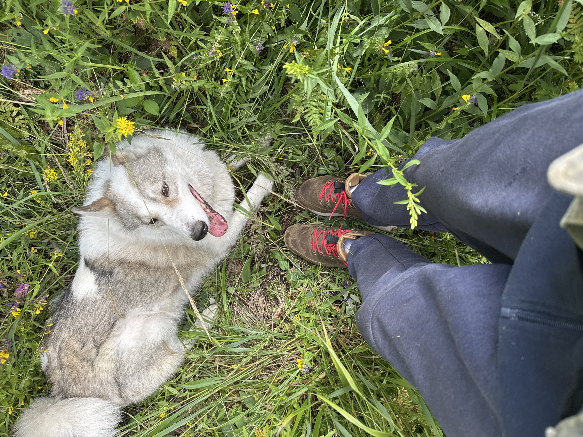 A person wearing dark blue sweatpants and brown hiking boots with red laces is sitting in a grassy field with a dog. The dog, a medium-sized husky with gray and white fur, is lying down in the grass. The field is full of green grass, wildflowers in yellow and purple, and some ferns. The image is taken from a first-person perspective, looking down at the person's legs and the dog. The location is Karabanovo, Russia, as indicated by the presence of a person and a dog in a natural, outdoor setting. The scene is peaceful and appears to be a moment of rest during an outdoor activity.
