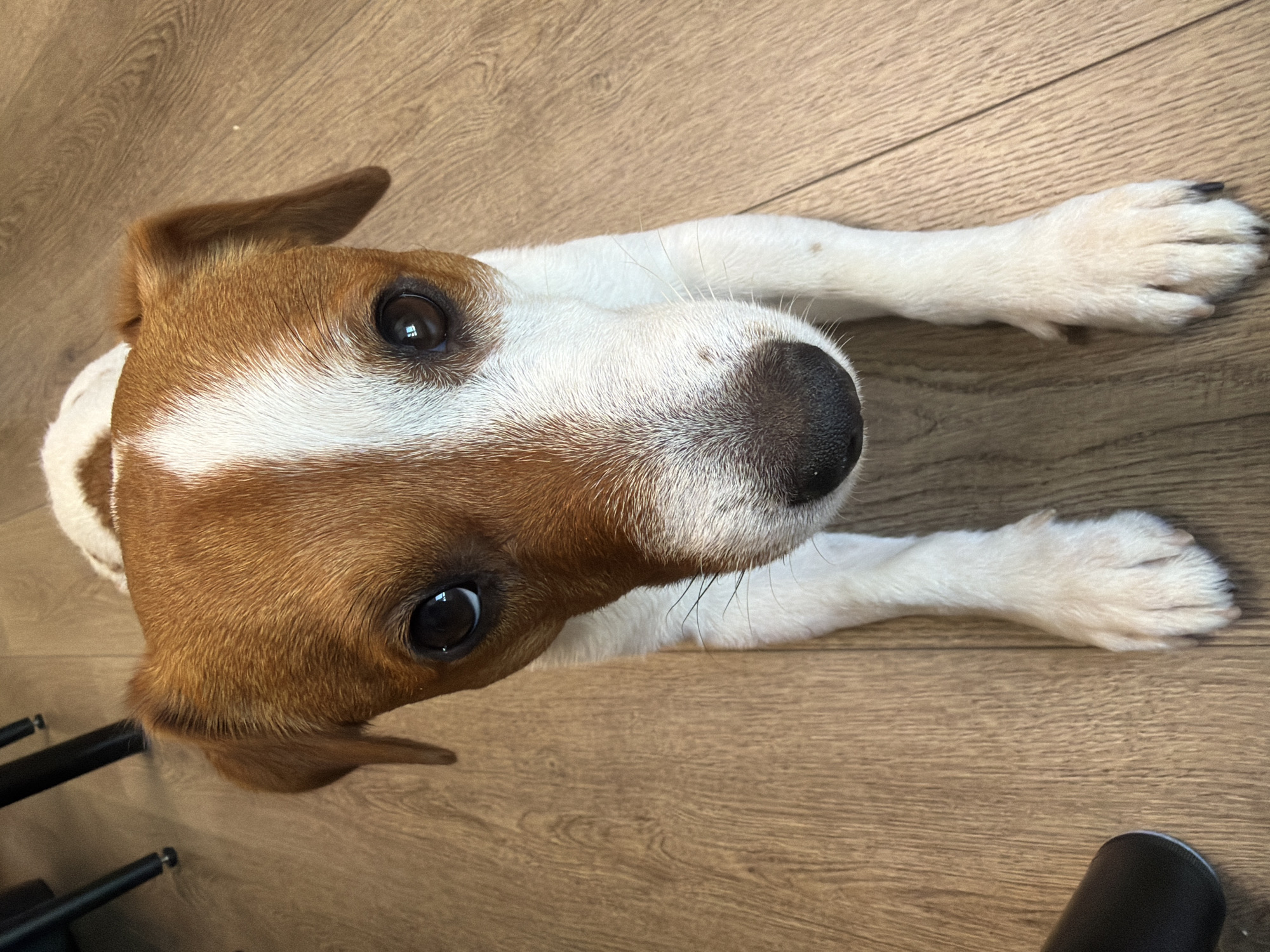 A close-up, high-angle shot captures a Jack Russell Terrier lying on a wooden floor. The dog's head is tilted slightly, and its large, dark eyes are looking directly at the camera. Its fur is predominantly white with distinctive brown markings on its head and ears, and a white blaze runs down its snout. The floorboards are a light brown wood, with visible grain patterns. In the background, partially visible to the left, are the black legs of what appears to be furniture, possibly chairs. The lighting suggests an indoor environment with overhead light. The overall scene is domestic and informal. The location is not specified as Moscow, Russia.