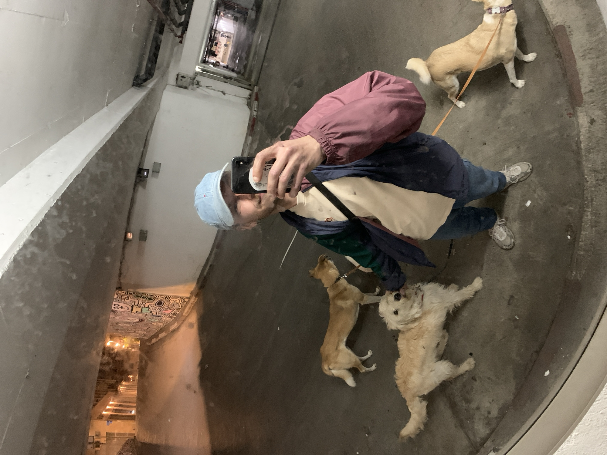 The image is a selfie taken in a reflective surface, likely a convex mirror or a polished surface causing a distorted, wide-angle view. The person taking the selfie is an adult wearing a light blue baseball cap, a burgundy jacket, a blue jacket, a white shirt, and blue jeans. They are holding a mobile phone, presumably to capture the image.
Three dogs of varying breeds and sizes are present. One dog, tan in color, is on a leash. The other two dogs, one of which is tan and one of which is white, are near the person.
The environment appears to be an urban underpass or parking structure with concrete walls and ceilings. In the distance, a narrow passage can be seen with graffiti or artwork on the ceiling, and lights suggesting a street or another area of the city. The reflection reveals structural elements, including pipes and conduits. It appears to be a typical urban structure with a utilitarian design. I cannot discern any particular identifying feature connecting this photo to the city of Tel-Aviv, Israel.