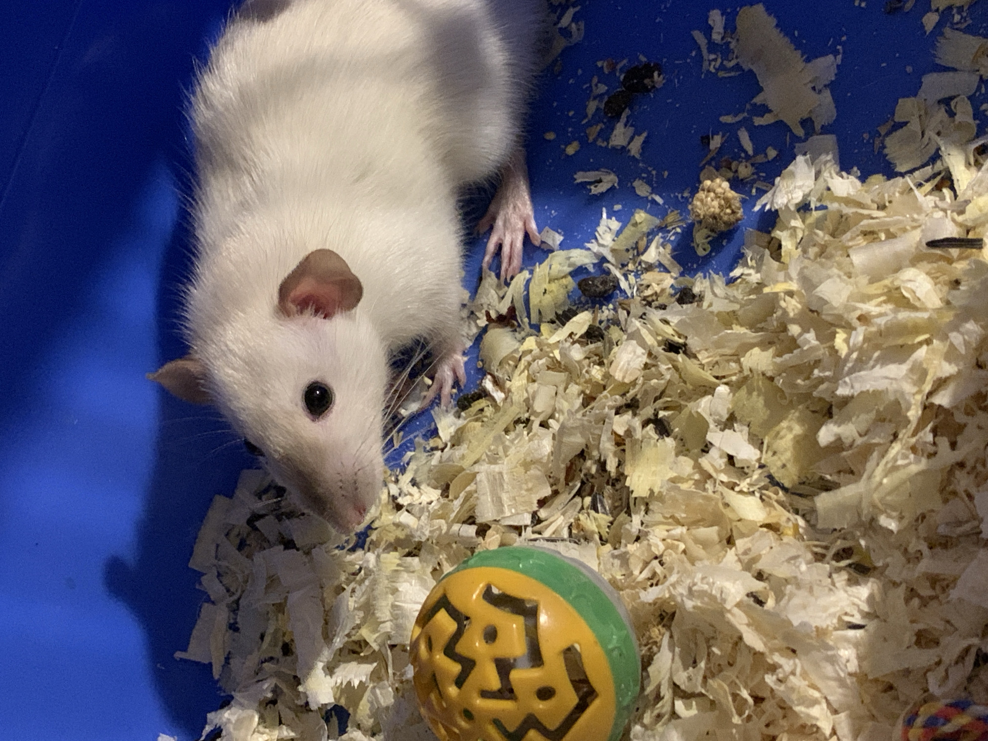 A white rat with pink ears and dark eyes is in a blue enclosure filled with wood shavings. The rat is looking to the left, towards a yellow and green spherical toy. The toy has cut-out shapes in a zig-zag pattern. The enclosure floor is blue plastic. Some droppings are visible on the blue floor, mixed with the wood shavings. The lighting casts a shadow of the rat on the upper left portion of the enclosure wall.