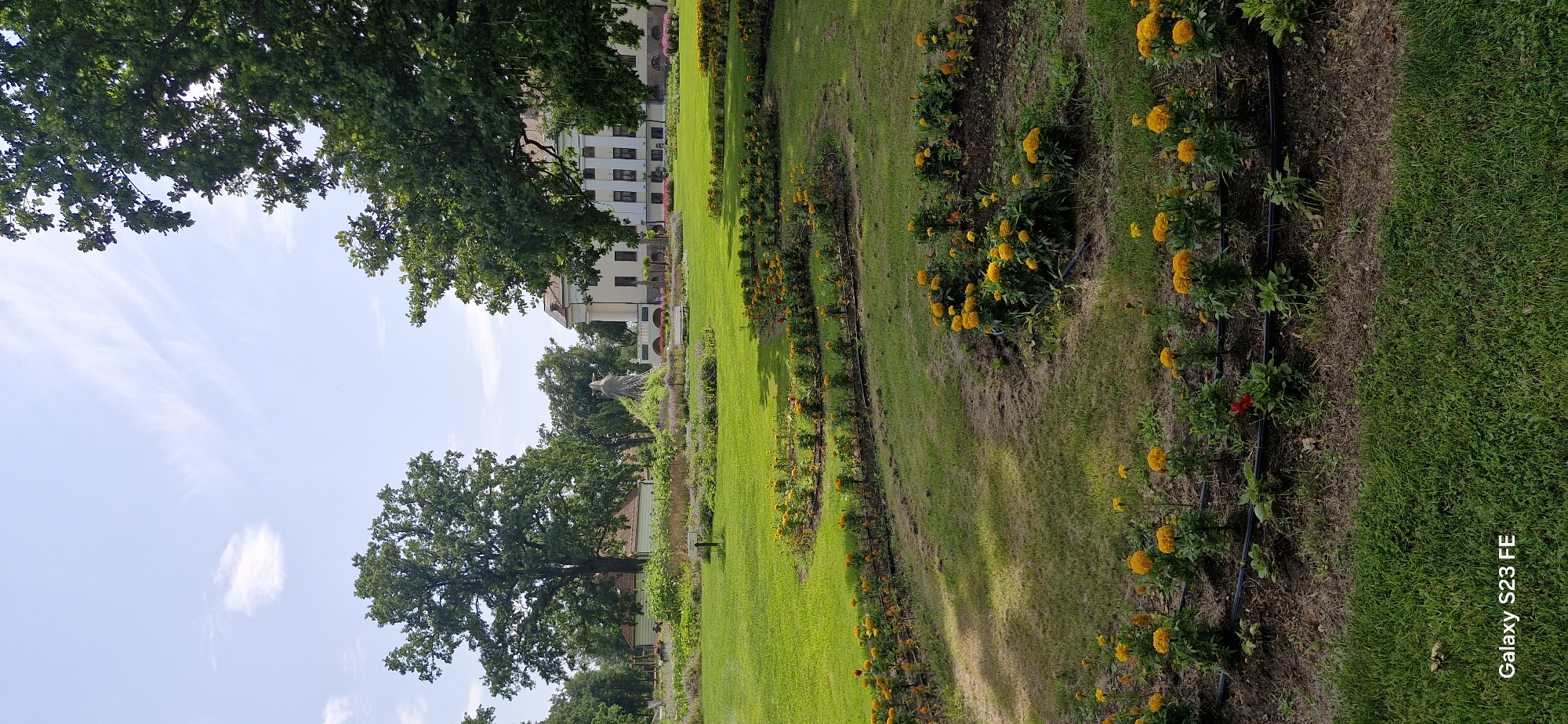 This image depicts a sunny day in a park in Pakruojis, Lithuania, likely at the Pakruojis Manor. The foreground features a well-maintained lawn with curved flowerbeds filled with vibrant orange and yellow marigolds. In the mid-ground, a larger expanse of lawn is bordered by more flowerbeds, and in the background, a stately white building with a red-tiled roof is visible, suggesting it is part of the manor complex. Several large, mature trees with lush green foliage dominate the scene, framing the manor and the sky. The sky is a bright blue with scattered white, wispy clouds. The overall atmosphere is peaceful and picturesque, showcasing the beauty of the manor's grounds.