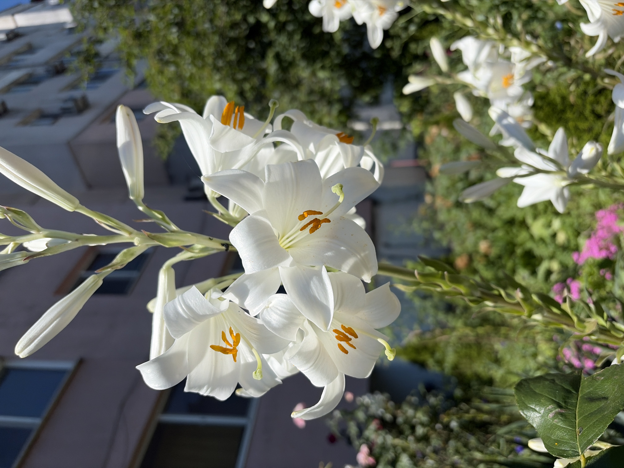 A close-up, eye-level, vertical shot captures a cluster of white lilies with prominent orange stamens blooming in a garden. The lilies are the primary focus, with their delicate petals unfurling under bright sunlight, casting soft shadows. In the background, a building with multiple floors and windows, possibly residential apartments, stands against a clear blue sky. Green foliage from trees and other plants is visible, suggesting an urban setting that incorporates green spaces. The scene is devoid of any people or animals, emphasizing the natural beauty of the flowers against the man-made environment of the city. This scene could be located in Burgas, Bulgaria, a city known for its parks and gardens that often integrate natural elements with urban architecture.
