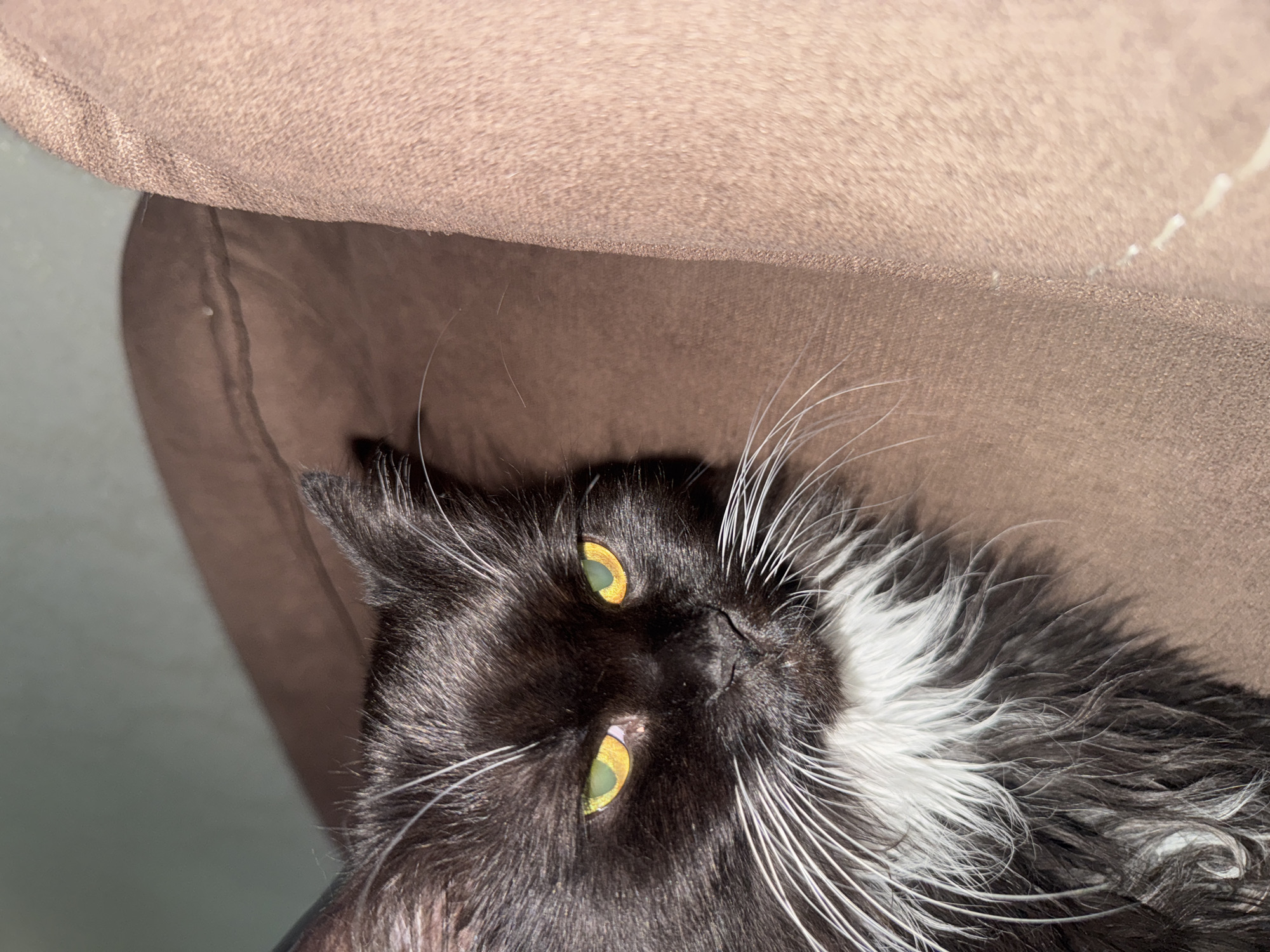 The media file contains a close-up, overhead shot of a black and white cat lying on a brown textured surface, possibly upholstery. The cat's head is tilted, and its bright green eyes are wide open, looking directly at the camera. Its fur is long and appears somewhat disheveled, with prominent white whiskers fanning out from its nose and cheeks. A patch of white fur is visible on its chest and neck. The background is dominated by the brown surface, which appears to be a cushion or a piece of furniture, with a subtle texture. The lighting suggests it might be daytime, with shadows indicating a light source from above and slightly to the left. The cat's expression could be interpreted as curious or alert. No text is visible in the image. The provided location context places this scene in Slonim, Belarus.