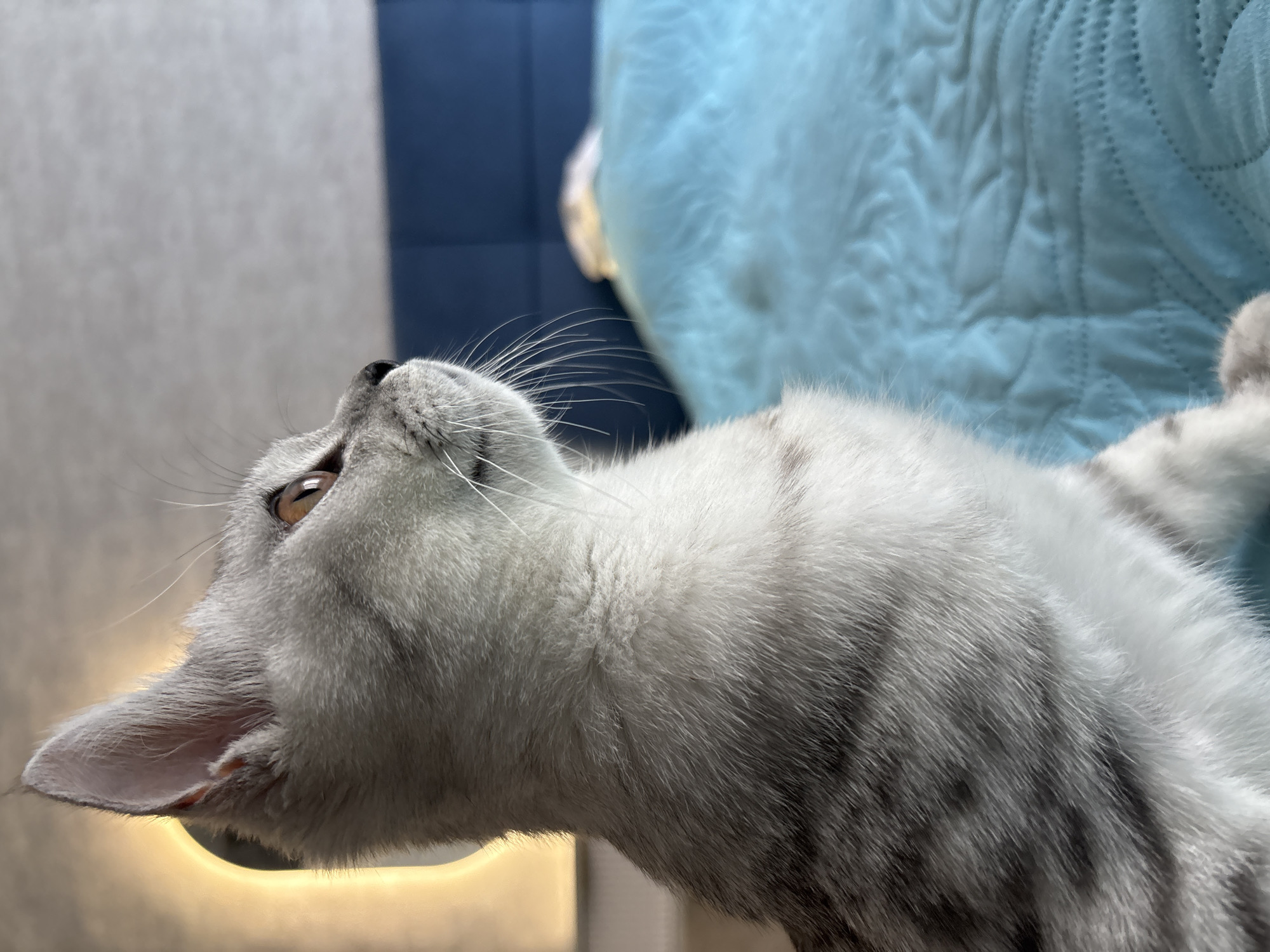 A close-up, profile view of a grey tabby cat with amber eyes is captured against a blurred background. The cat is positioned on the left side of the frame, looking to the right. Its fur exhibits a pattern of darker grey stripes on a lighter grey base, with white fur around its muzzle and chest. The cat's ears are erect and pink on the inside.
Behind the cat, the background is composed of a bright, out-of-focus light source on the left, casting a warm glow. To the right, a blue surface, possibly a bed with a quilted texture, occupies the middle ground. Further back, a dark blue surface, likely a headboard or wall, is visible. The overall scene suggests an indoor setting, possibly a bedroom. The location of Izhevsk, Russia, is not discernible from the visual information in the image.
