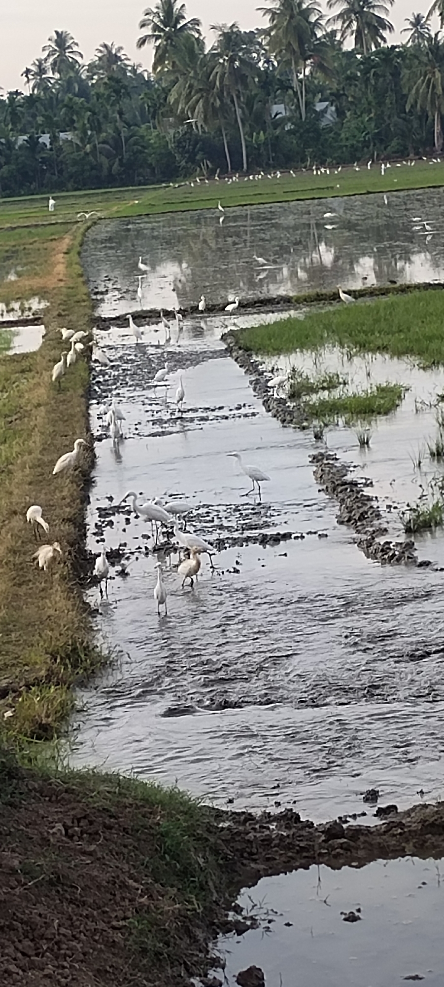 The image shows a flooded rice paddy field in Blangmajron, Indonesia, with numerous white egrets wading in the shallow water. The field is bordered by lush green vegetation and palm trees in the background. Some egrets are standing, while others appear to be foraging for food. The water reflects the sky and the surrounding greenery, creating a serene atmosphere. The foreground consists of dark, muddy soil.