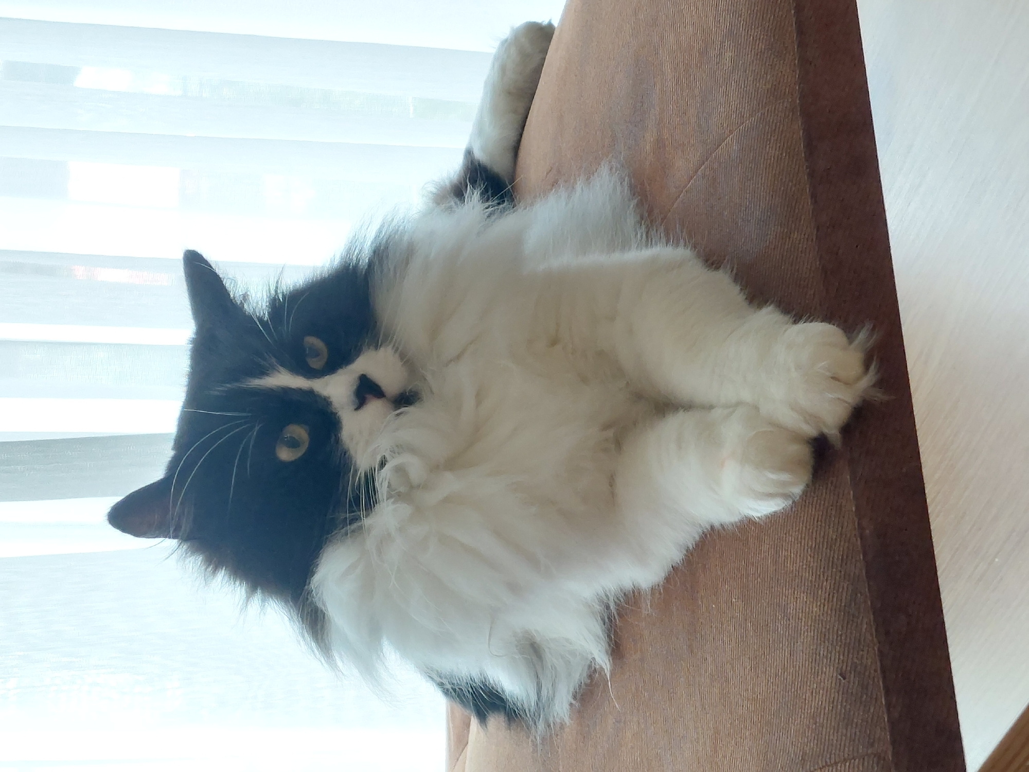 A long-haired black and white cat with green eyes is lying down on a padded, brown surface. The cat is positioned in the center of the frame, with its front paws crossed. The background consists of sheer, white curtains, allowing diffused light to enter the scene. The setting appears to be indoors, likely a home, and there is no identifiable connection to Plovdiv, Bulgaria.
