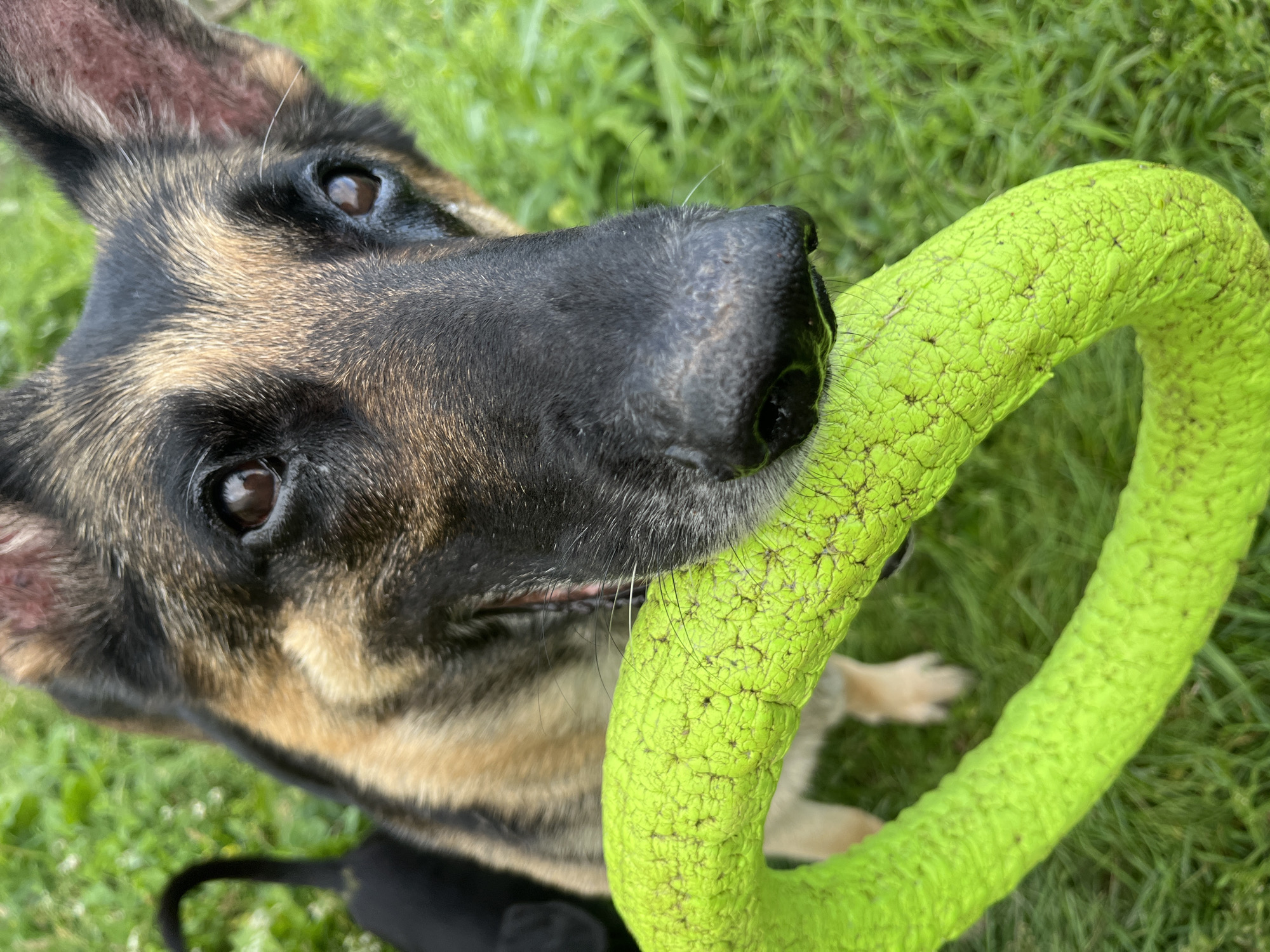 This is a close-up, eye-level shot of a German Shepherd dog holding a bright green, textured ring toy in its mouth. The dog's head fills most of the frame, with its dark eyes looking directly at the camera. The background is a blur of green grass, indicating an outdoor setting. The dog's fur is a mix of black, tan, and brown. There is no indication of the dog's location in Nizhny Tagil, Russia, or any other specific city.
