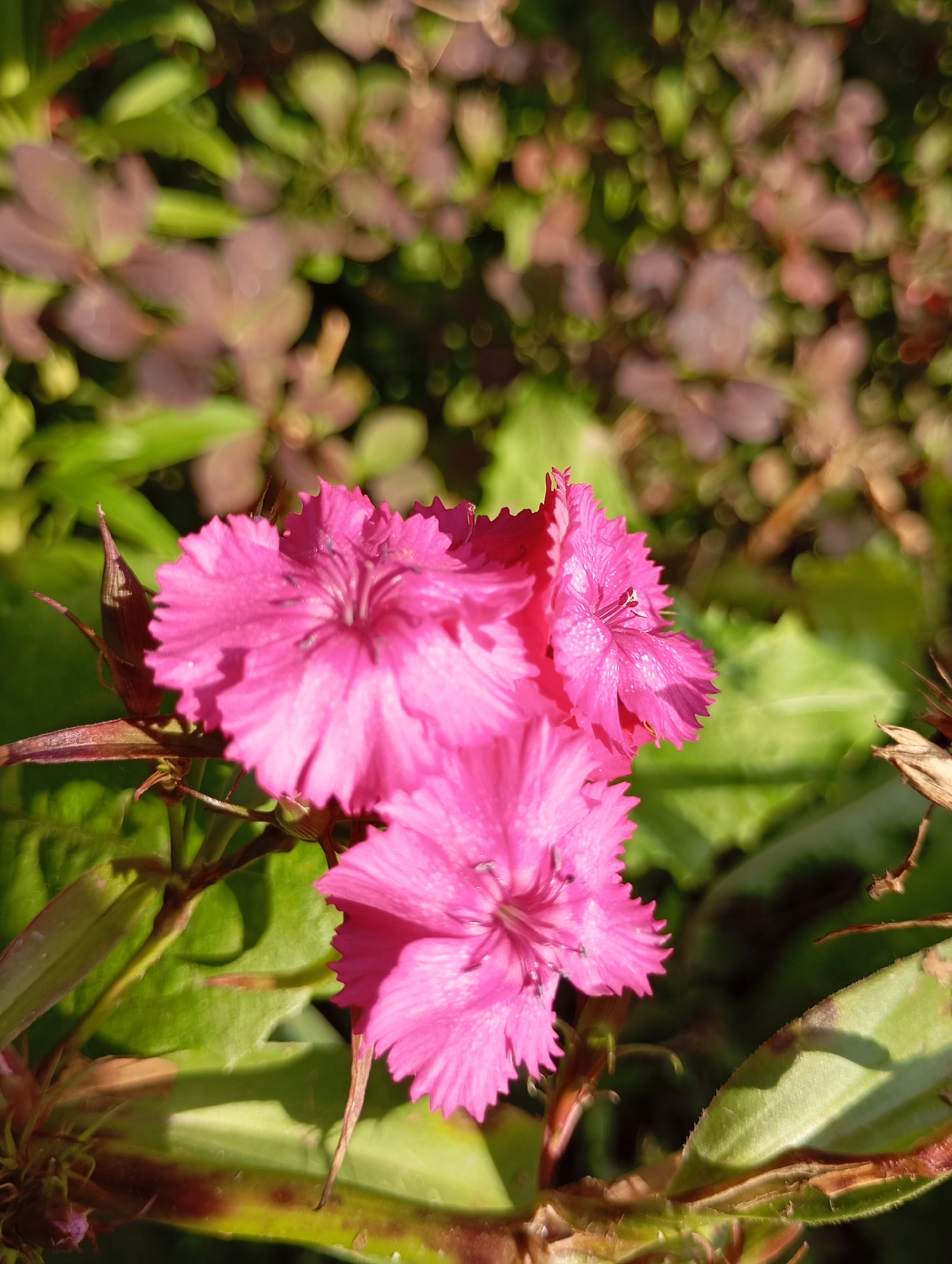 A close-up, eye-level shot focuses on a cluster of three vibrant pink flowers in the foreground. The flowers have serrated petals and visible stamens. They are surrounded by green leaves, some of which show reddish-brown discoloration. In the background, out-of-focus foliage is visible in shades of green and purplish-brown, suggesting an outdoor setting, possibly a garden or park. The lighting indicates it is daytime, with sunlight casting shadows. There is no indication of the specific location within Фоки, Russia.