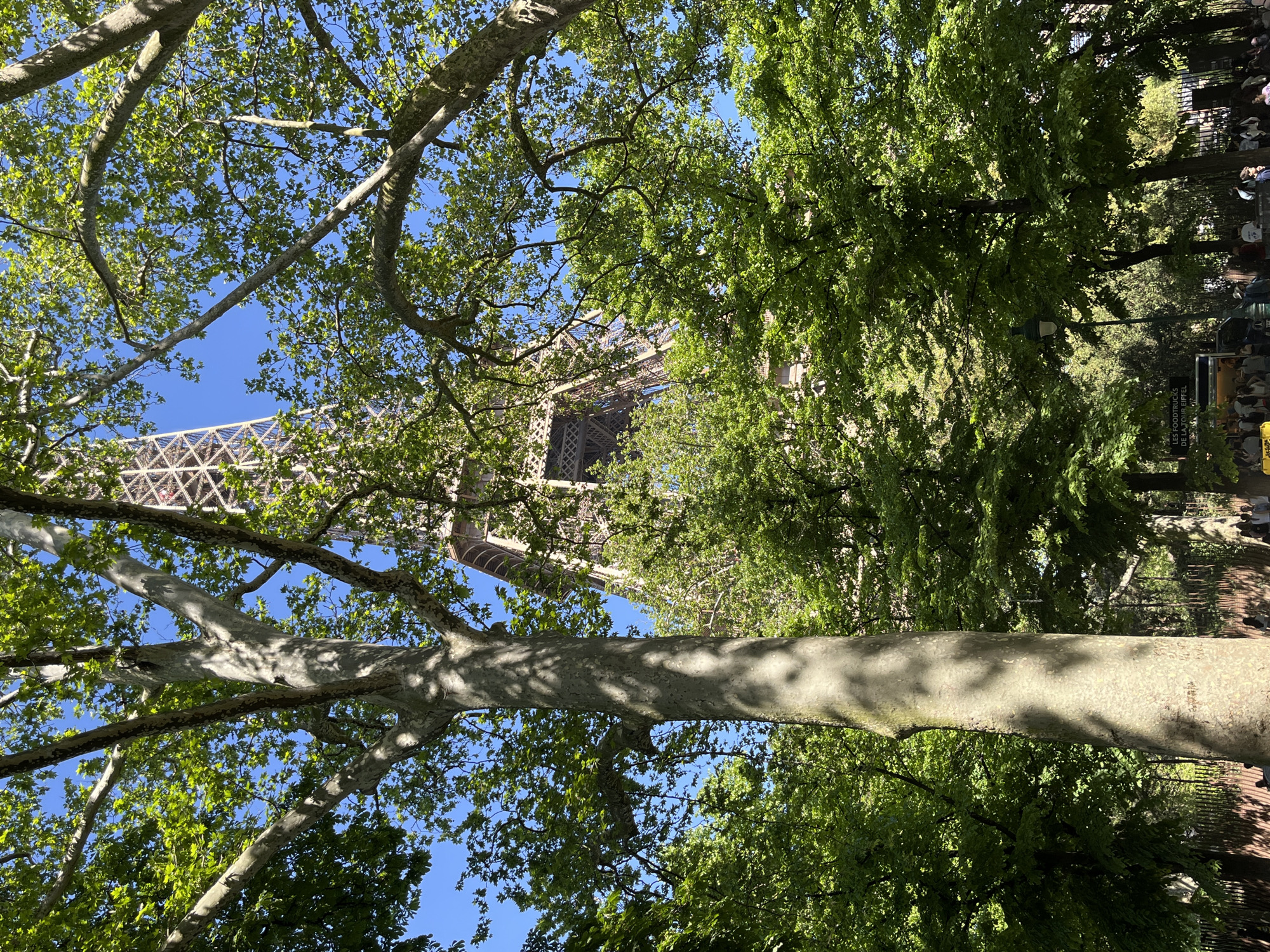 The image presents an upward perspective through a dense canopy of trees towards a clear blue sky. A prominent tree with a thick trunk and light-colored, mottled bark stands on the left, its substantial branches extending across the frame. Lush green leaves fill much of the foreground and midground, interspersed with patches of clear blue sky.
Through the foliage, the upper section of the Eiffel Tower is visible in the upper right portion of the frame, its iconic lattice structure partially obscured by branches and leaves. In the background, to the far right, a park or outdoor area is hinted at with glimpses of distant people and a street lamp. A sign is visible below the trees on the right, clearly displaying the text "LES FOODTRUCKS DE LA TOUR EIFFEL" (The Food Trucks of the Eiffel Tower).
The scene takes place on a bright, sunny day, as evidenced by the clear sky and the distinct shadows cast by the tree branches onto the trunk. There is no specific activity overtly depicted beyond people congregating in the background. The location is Paris, France, confirmed by the presence of the Eiffel Tower and the French text on the sign. The image conveys a serene and natural setting despite the proximity to a major urban landmark.
