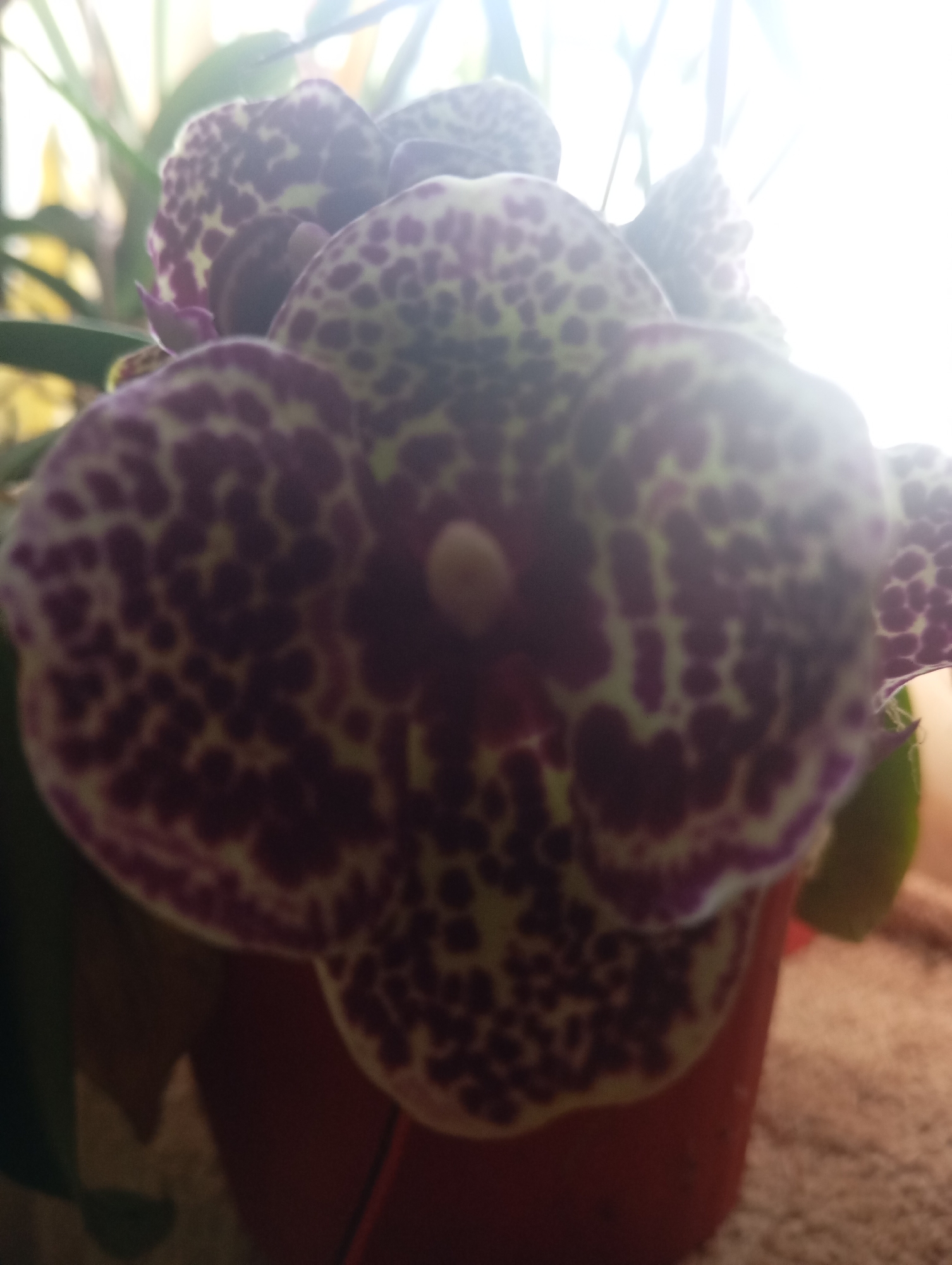 A close-up, blurred, low-angle shot shows several purple and yellow speckled orchid blooms in a red pot. The background is out of focus and bright, suggesting natural light coming from a window. The setting appears to be indoors, likely in a residential environment in Sofiivska Borshchahivka, Ukraine, though this cannot be definitively confirmed from the image alone.