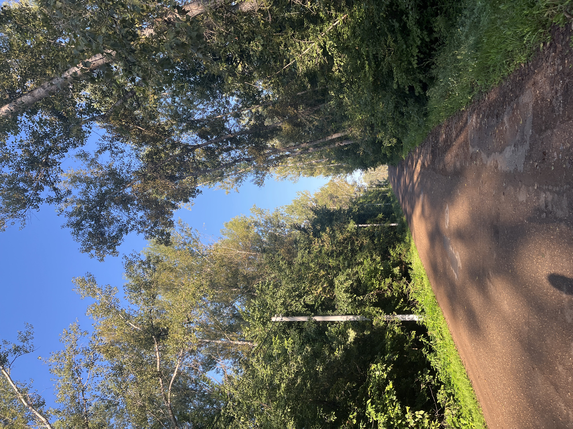 The image depicts a dirt road passing through a dense forest with tall trees on either side. The road is mostly clear of debris, with some scattered leaves and small puddles indicating recent moisture. Sunlight filters through the canopy, casting dappled shadows on the road surface. On the left side of the road, a utility pole is visible, suggesting the presence of infrastructure nearby. The vegetation appears lush and green, with a clear blue sky visible above the trees. The scene evokes a sense of natural serenity and isolation.
This scene is likely located on the outskirts of Blagoveshchensk, Russia, where areas of mixed forest are common and undeveloped roads are prevalent. The presence of the utility pole is consistent with rural or semi-rural areas surrounding larger cities. The overall atmosphere suggests a quiet, natural environment, possibly a recreational path or an access road to a more remote area. No people are visible in the image.
