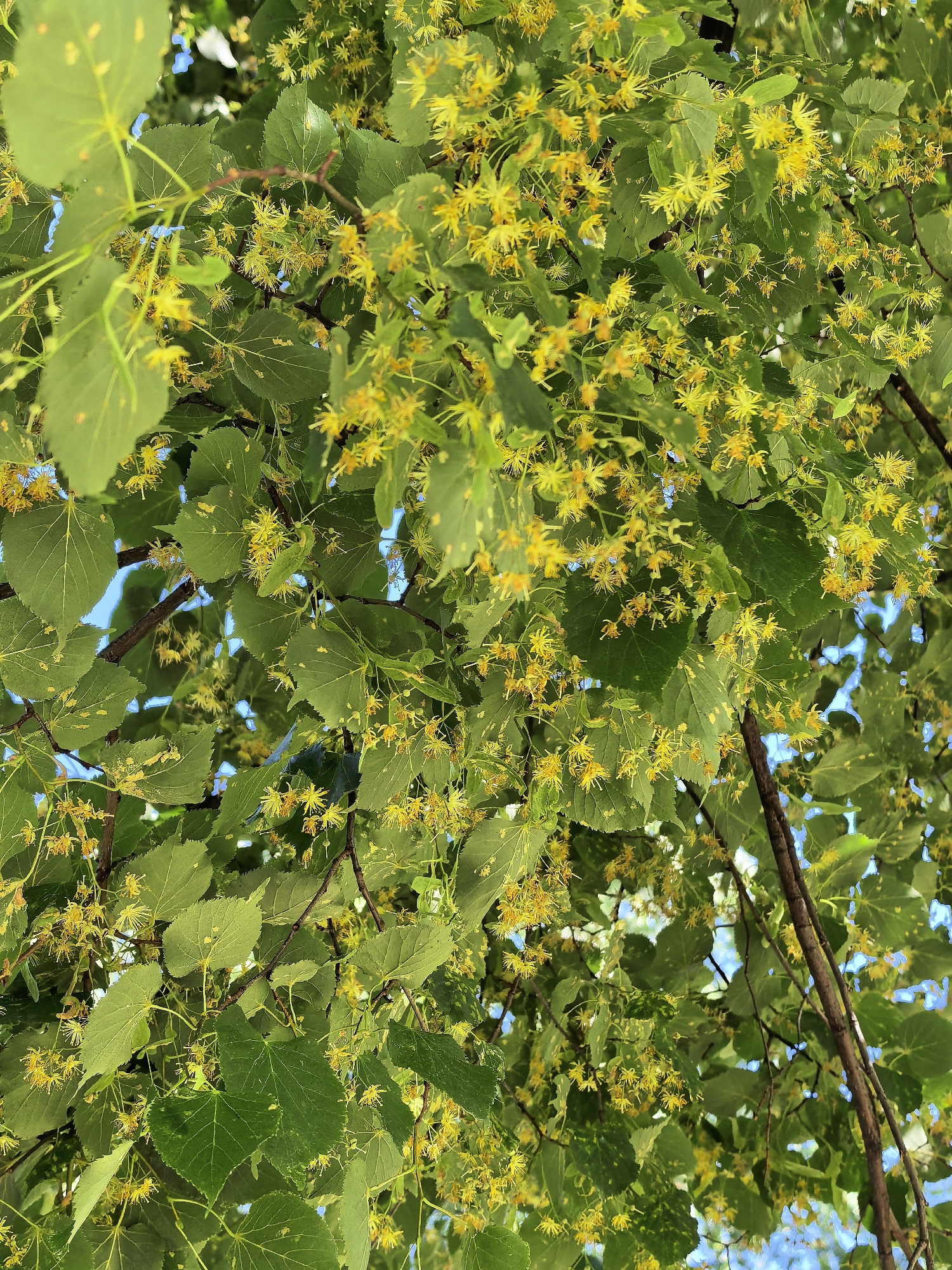 The image shows a close-up view of a linden tree in bloom, seen from below. The tree is filled with clusters of small, yellow flowers and broad, green leaves. The sky is visible through the branches, with patches of blue. The scene is likely a park or residential area in Sterlitamak, Russia, given the prevalence of linden trees in urban landscaping there. No people or animals are present in the image.