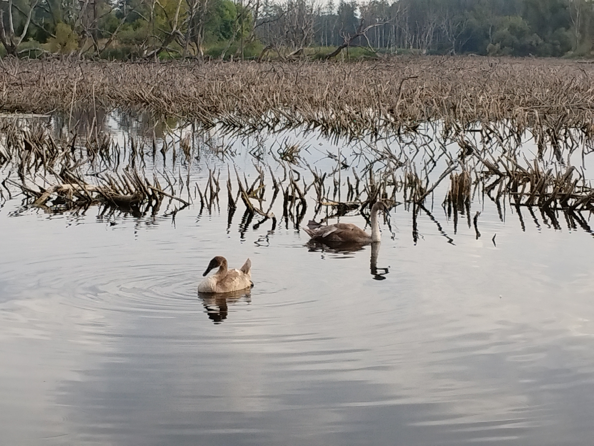 In a calm, shallow body of water, two young swans are swimming. The swan on the left is facing left, its head slightly lowered. The swan on the right is facing left as well, slightly further away from the camera and positioned behind the first swan. The water is still, with gentle ripples emanating from the swans' movements. The background of the image is a dense thicket of dry, leafless reeds or branches sticking out of the water, creating a stark, almost abstract pattern. Beyond the reeds, a forest line is visible under a pale sky. This natural scene appears to be a wetlands area. It is impossible to determine the city of Minsk, Belarus from the image.
