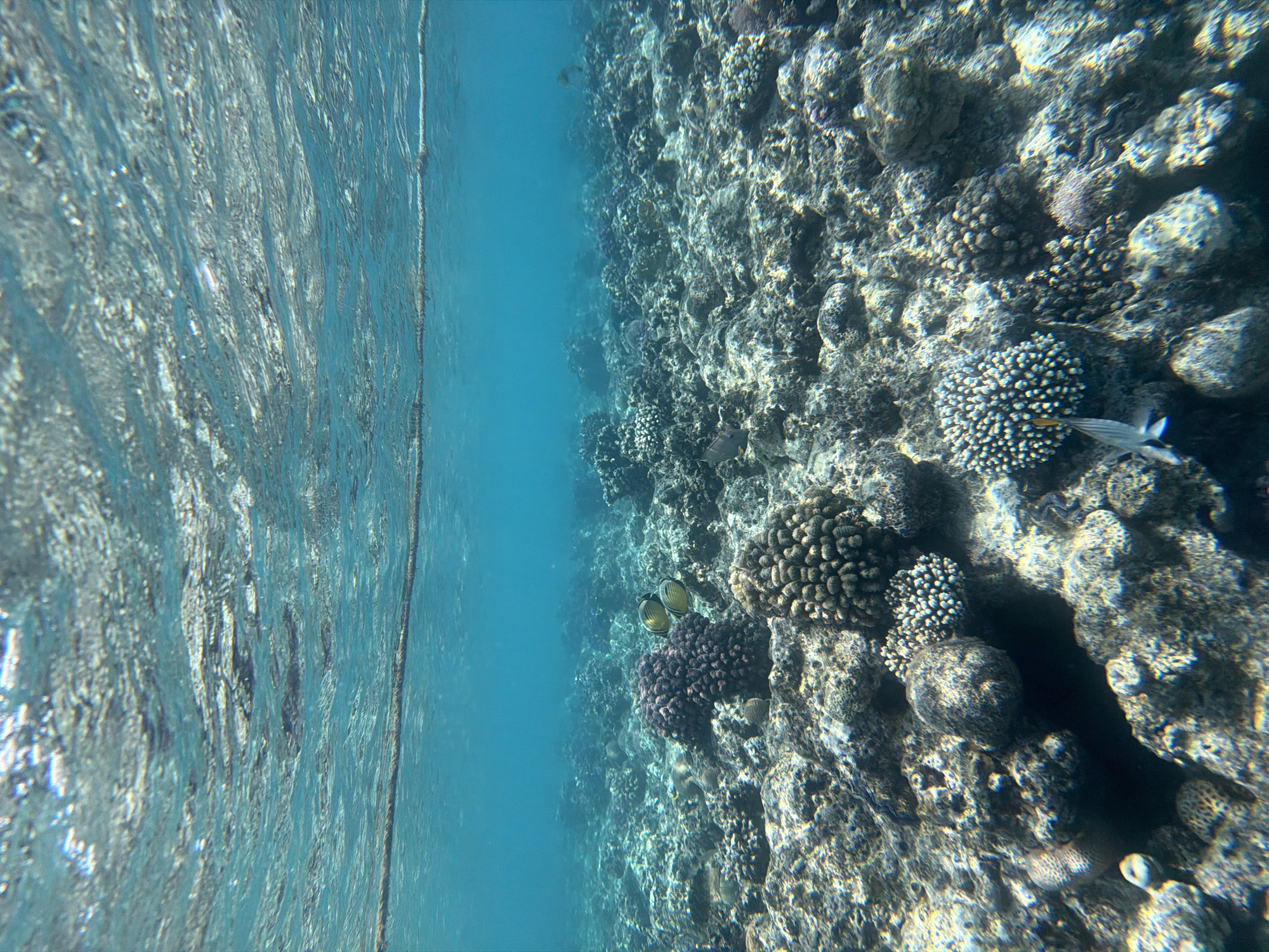 The image displays an underwater scene, captured from a horizontal perspective looking into a vibrant coral reef. The top third of the frame shows the shimmering surface of the water, characterized by light reflections and ripples, indicative of a clear, sunlit day. Below the surface, the water transitions to a brilliant azure blue, offering excellent visibility. A thin, dark line, possibly a rope or buoy line, is faintly visible horizontally across the upper-left section, just beneath the water's surface.
The right side of the image is dominated by an extensive coral reef, extending from the foreground into the deeper background. Various types of corals are visible, including textured brain corals, globular formations, and branching structures, appearing in shades of grey, brown, and some subtle purples. Several small fish inhabit the reef; a pair of distinctive yellow butterflyfish with black stripes are prominent near the center-right, swimming near a cluster of purple coral. Another slender, silver-bodied fish with a yellow tail is visible near a white coral formation towards the bottom-right. The overall clarity of the water allows for detailed observation of the marine ecosystem.
The scene suggests a serene moment from snorkeling or diving, capturing the natural beauty of a coral reef under bright daylight. Given the context of Sharm El Sheikh, Egypt, this is characteristic of the Red Sea's rich biodiversity.