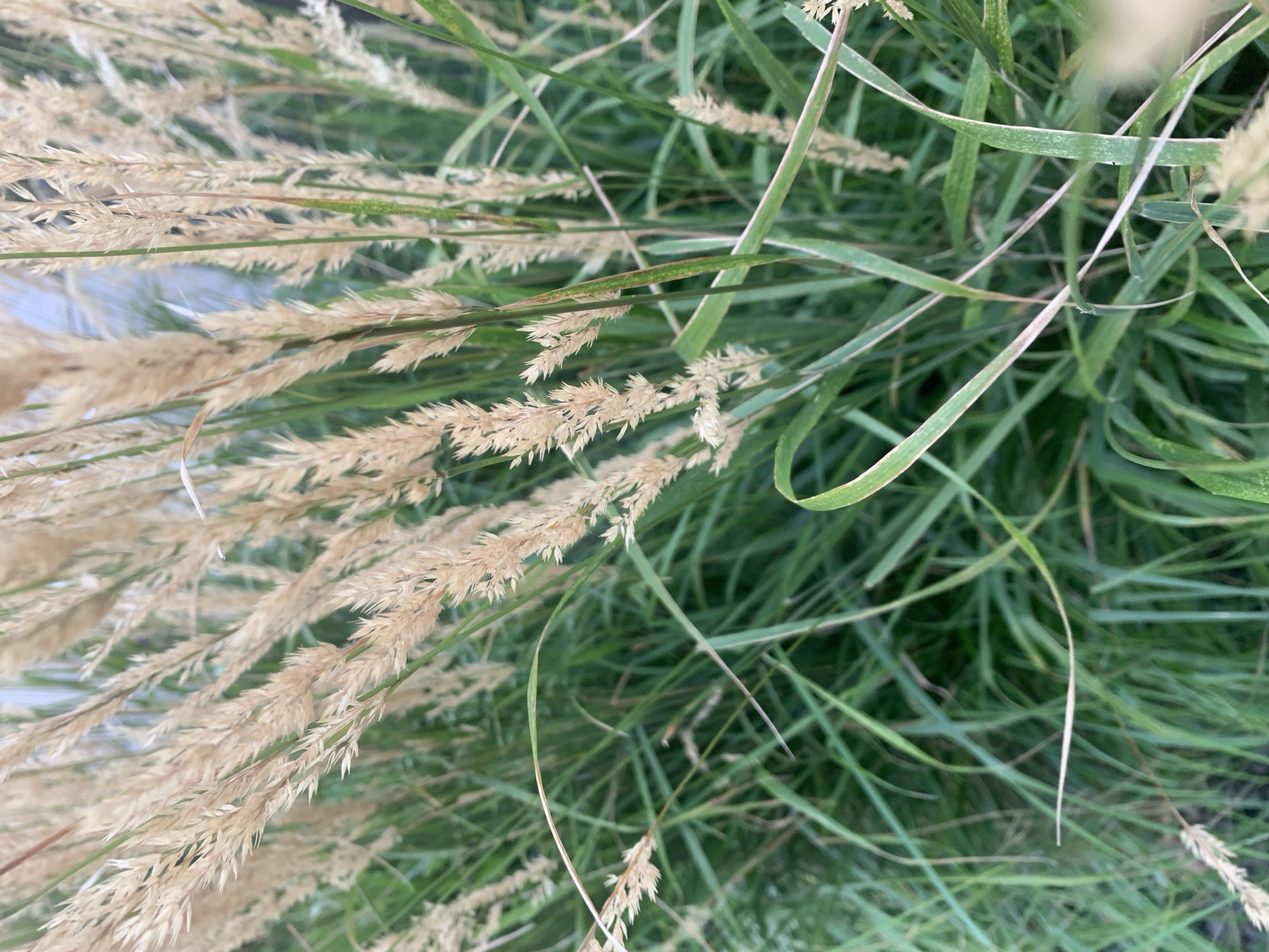 This image shows a close-up view of tall, dry grass stalks interspersed with green blades of grass. The grass is a light tan color with some finer, feathery plumes at the top of the stalks. The green blades are long and slender, some curved. The background is blurred, suggesting a shallow depth of field. The lighting appears natural, possibly overcast or late afternoon. There are no people or discernible structures visible, making it impossible to determine a specific location within Lviv, Ukraine, or any activity. The scene is a naturalistic depiction of vegetation.