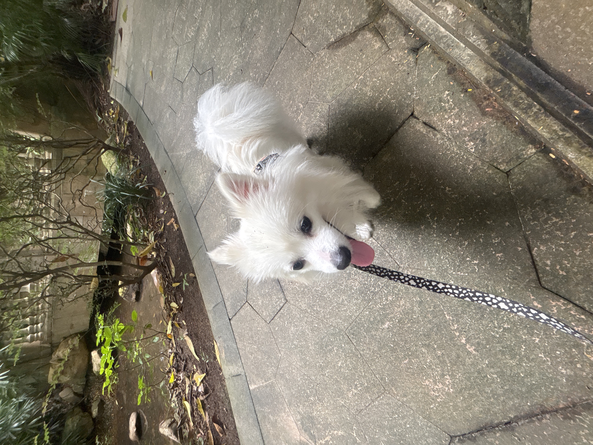 A white fluffy dog on a leash stands on a paved walkway in Nanhai District, China. The dog, a Pomeranian mix, has its tongue sticking out and is looking to the left. The walkway is made of large, hexagonal stone pavers. To the left of the walkway is a small stream with rocks and vegetation. In the background, there are trees and a stone balustrade. The lighting suggests it is daytime, possibly overcast or late afternoon.