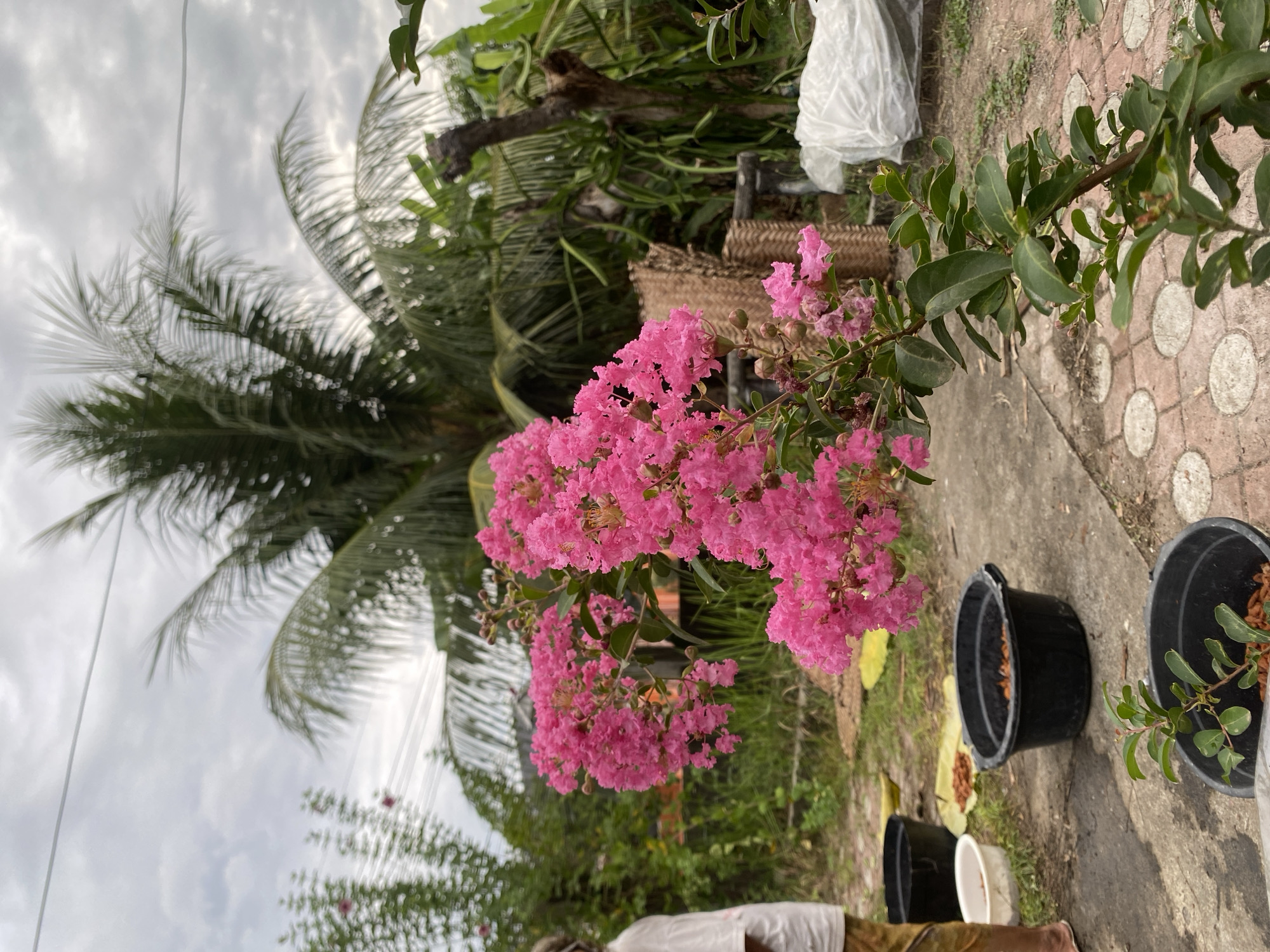 An outdoor scene in what appears to be a residential backyard in Meunasahlhok, Indonesia, under a cloudy sky. In the foreground, a flowering plant with clusters of bright pink blooms and green leaves dominates the right side of the frame. The plant's stem curves from the bottom right corner upwards. Behind the flowers, a palm tree with its fronds reaching towards the sky is visible, suggesting a tropical or subtropical climate.
To the left of the flowering plant, a person wearing a white t-shirt and brown pants stands with their back to the camera, partially obscured by the foliage. They appear to be in the process of gardening or tending to plants. Scattered on the ground are several black plastic pots of various sizes. One pot in the mid-ground contains what looks like soil or mulch. Another pot closer to the foreground holds a small plant with green leaves and is filled with reddish-brown material, possibly bark chips or small stones. A white bowl or basin is also present near the person.
The ground is a mix of concrete paving stones and soil. In the background, there is dense vegetation, including what looks like banana trees and other lush greenery, along with a dried, gnarled tree trunk. A woven mat or basket can be seen behind the flowering plant. A large white object, possibly a tarp or bag, is present on the far right side of the image. The overall impression is of a humble, lived-in outdoor space in a tropical environment.