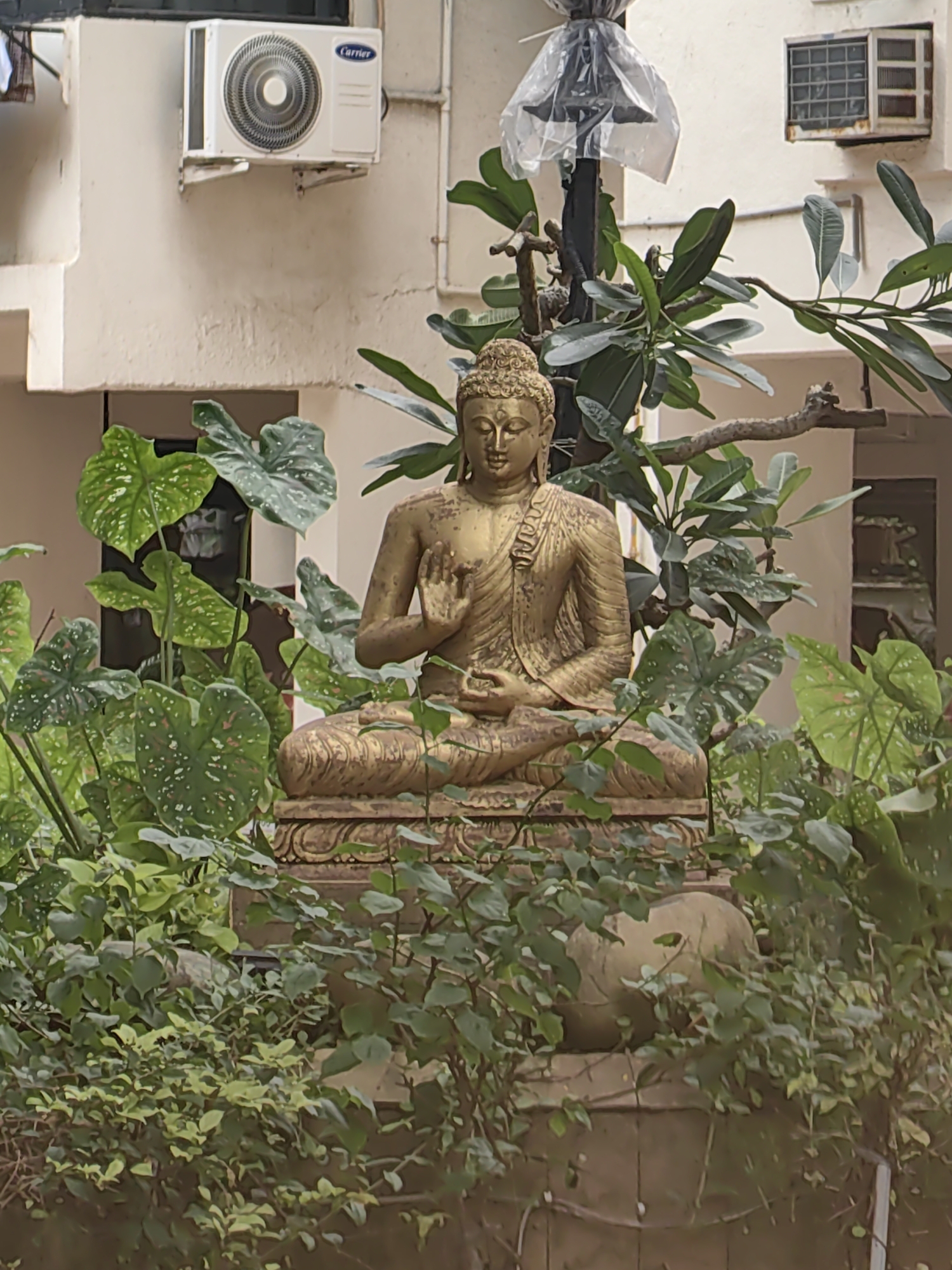In Mumbai, India, a golden statue of Buddha sits serenely amidst lush green foliage. The statue is placed on a decorative pedestal, and its serene expression and hand gesture suggest meditation or blessing. Surrounding the Buddha are various plants, including large-leafed plants with green and white variegation, as well as dense green bushes. In the background, an air conditioning unit is mounted on a cream-colored building, and a glimpse of a window with a rusty grille can be seen. The scene is set outdoors, possibly in a courtyard or garden.