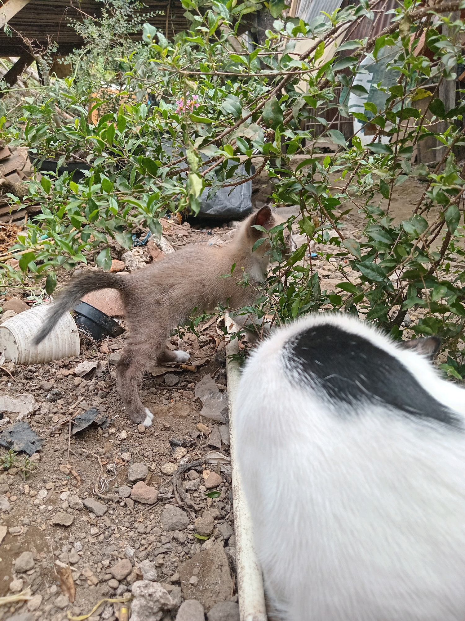 In Claket, Indonesia, a light brown kitten with white paws is sniffing a bush in a rocky, debris-strewn area. In the foreground, the back of a white and black cat is visible. The background shows more foliage and some corrugated metal roofing.