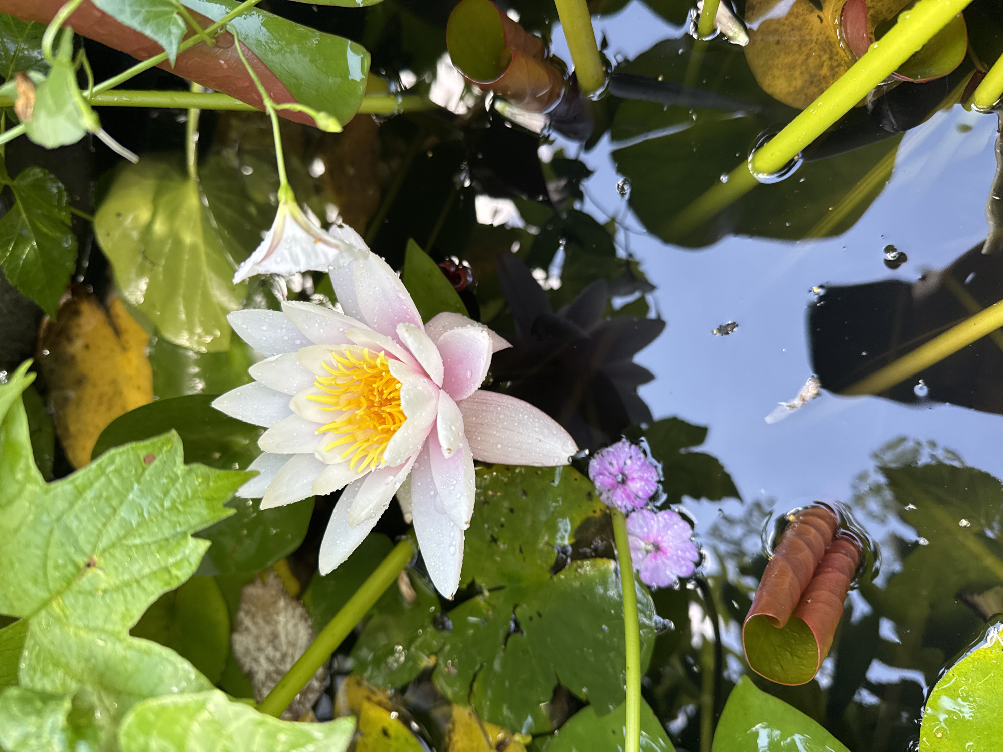 A close-up, overhead shot depicts a water lily bloom with white and pale pink petals and a yellow center, resting on the surface of dark water. Small droplets of water are visible on the petals. Surrounding the lily are large, green lily pads, some with yellowed sections. Two small, purple flowers float near the lily pads. In the foreground, a tightly curled, reddish-brown water plant shoot emerges from the water. Several thin, green stems, some appearing bright yellow, pierce the water's surface, and some submerged, reddish-brown stems are also visible. The water reflects the sky, showing patches of blue and the silhouettes of plants. The scene is set in a pond or water garden. This image does not contain any recognizable landmarks or features that would allow for pinpointing its location within the city of Stavropol, Russia.