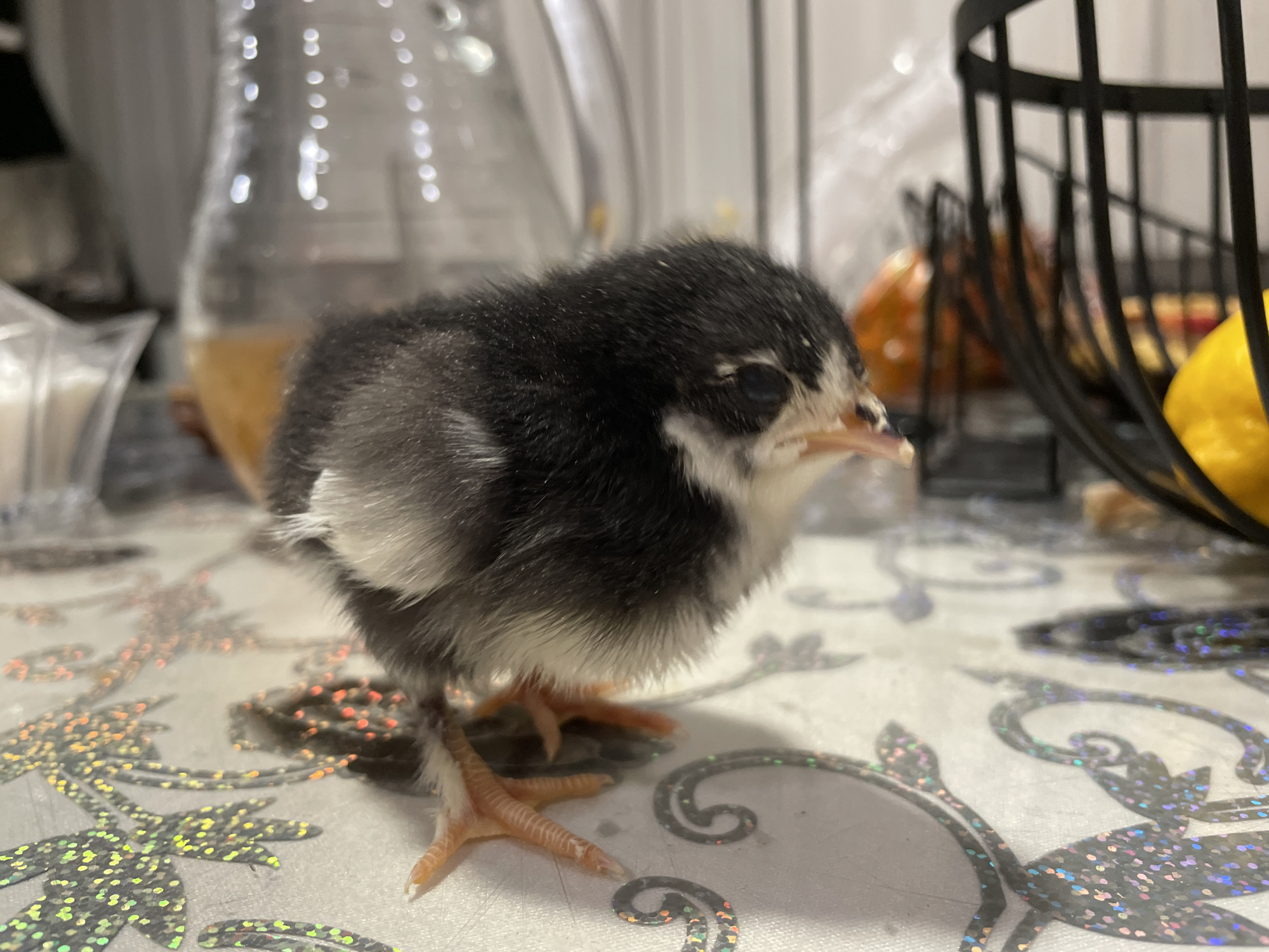 The scene, located in Zlatograd, Bulgaria, depicts a single chick standing on a light-colored, patterned surface. The chick exhibits black and white/grey mottled plumage, with distinct orange-pink, scaled legs and feet. It is positioned facing slightly to the right of the viewer, with its head oriented forward. The surface beneath the chick features reflective, holographic patterns of stylized floral or scroll designs, displaying iridescent green, orange, pink, and blue speckles. In the blurred background to the left, a clear glass pitcher, partially filled with a yellowish-orange liquid, is visible alongside a faint white object. To the right, a black, open-weave metal basket is present, containing a bright yellow lemon on its far right edge and other blurred orange objects in the mid-background. The environment suggests an indoor setting under artificial illumination. No human subjects are present.