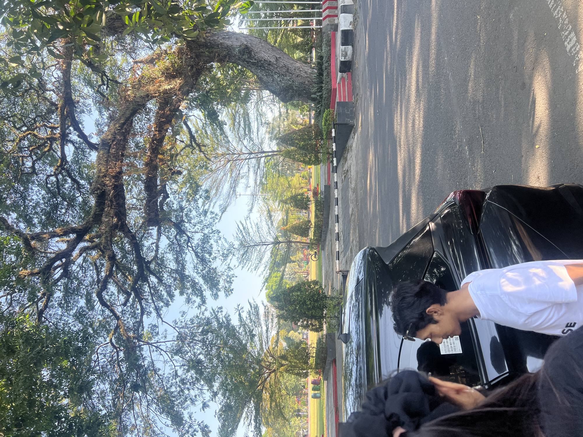 In Purwodadi, Indonesia, a young man in a white t-shirt stands next to a black SUV, with a woman in a black top partially visible in the foreground. They are on a paved road adjacent to a manicured park area with trees, bushes, and a bicycle. A large, old tree with mossy branches dominates the upper portion of the image, casting shadows on the ground. The scene appears to be set in a public space, possibly a park or a plaza, under a clear sky.