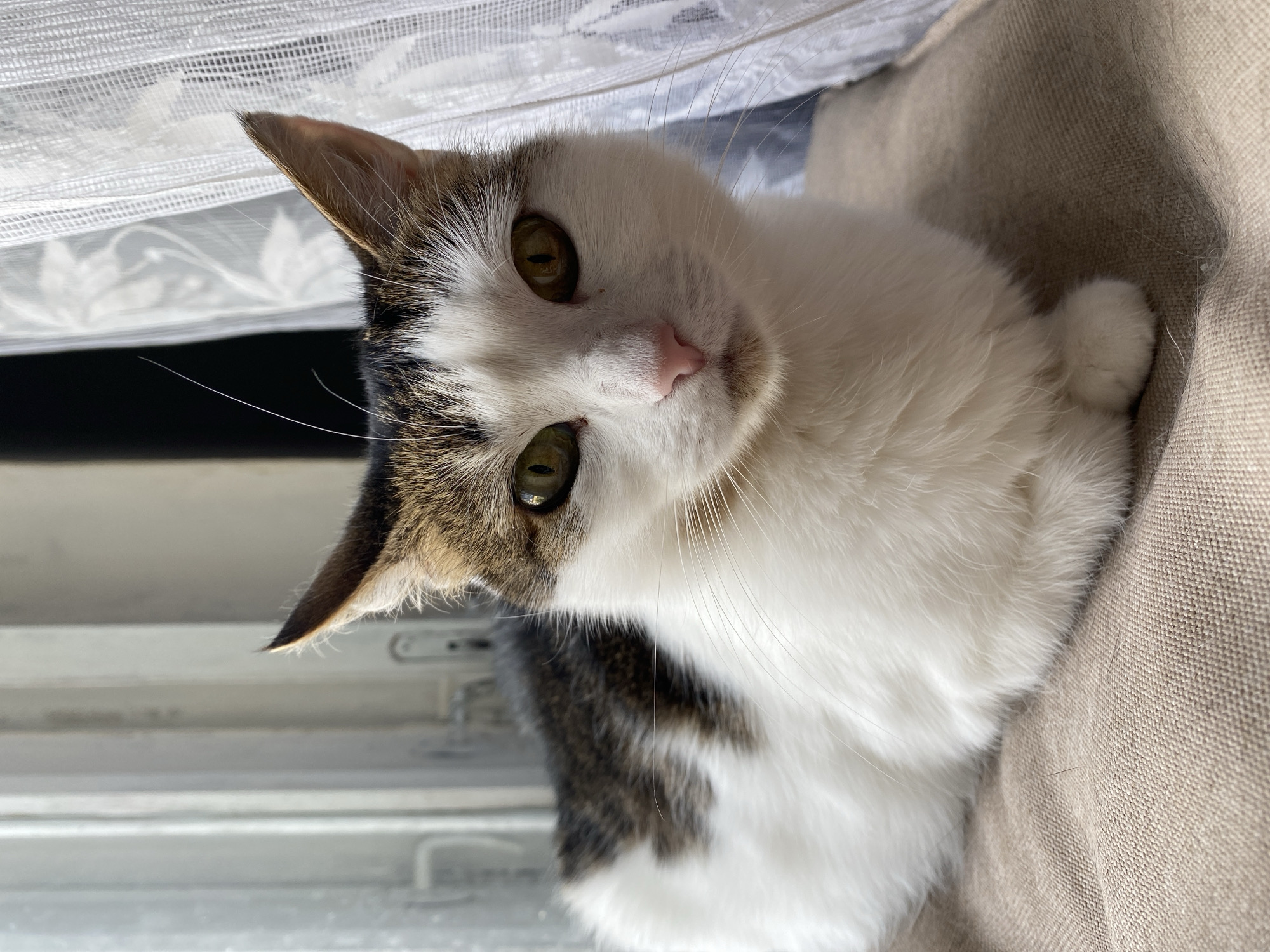 A medium shot, eye-level vertical photograph shows a tri-color cat sitting on a beige cushion. The cat is mostly white with patches of brown and black on its back and head. Its eyes are green and it has a pink nose. It is looking directly at the camera. Behind the cat is a window with sheer white curtains. The room appears to be indoors and lit by natural light coming from the window. The background is out of focus, with the window and curtains being the only discernible features. There are no people in the image. The location is not specified.