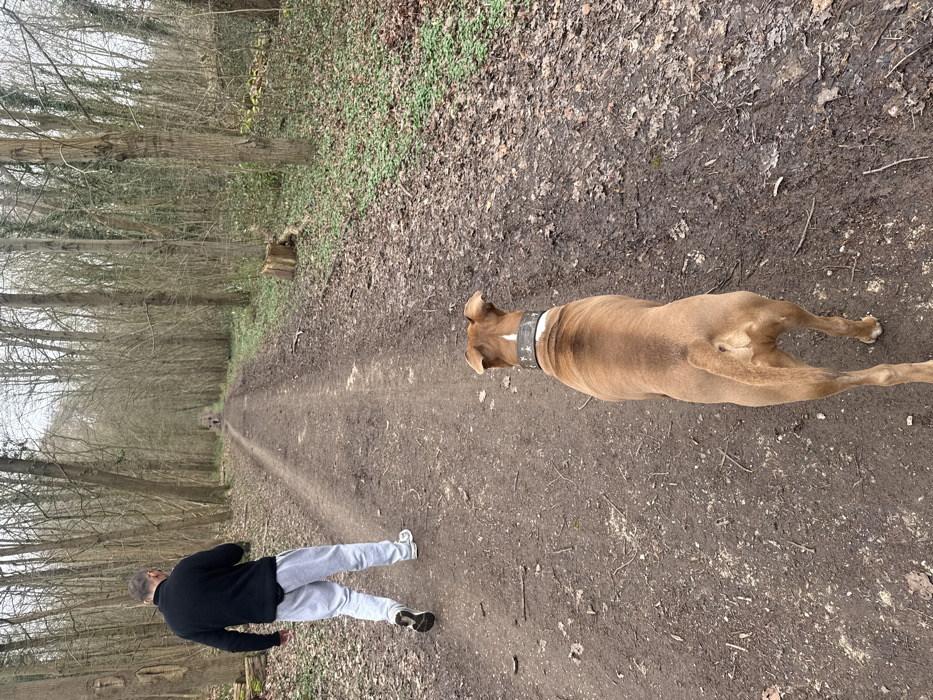 A man in a black jacket and grey sweatpants walks down a dirt path lined with trees, his dog walking ahead. The dog is light brown with a thick, studded collar. The path extends into the distance, surrounded by a forest of bare trees and fallen leaves. The lighting suggests it's either early morning or late afternoon, with soft shadows cast along the path.