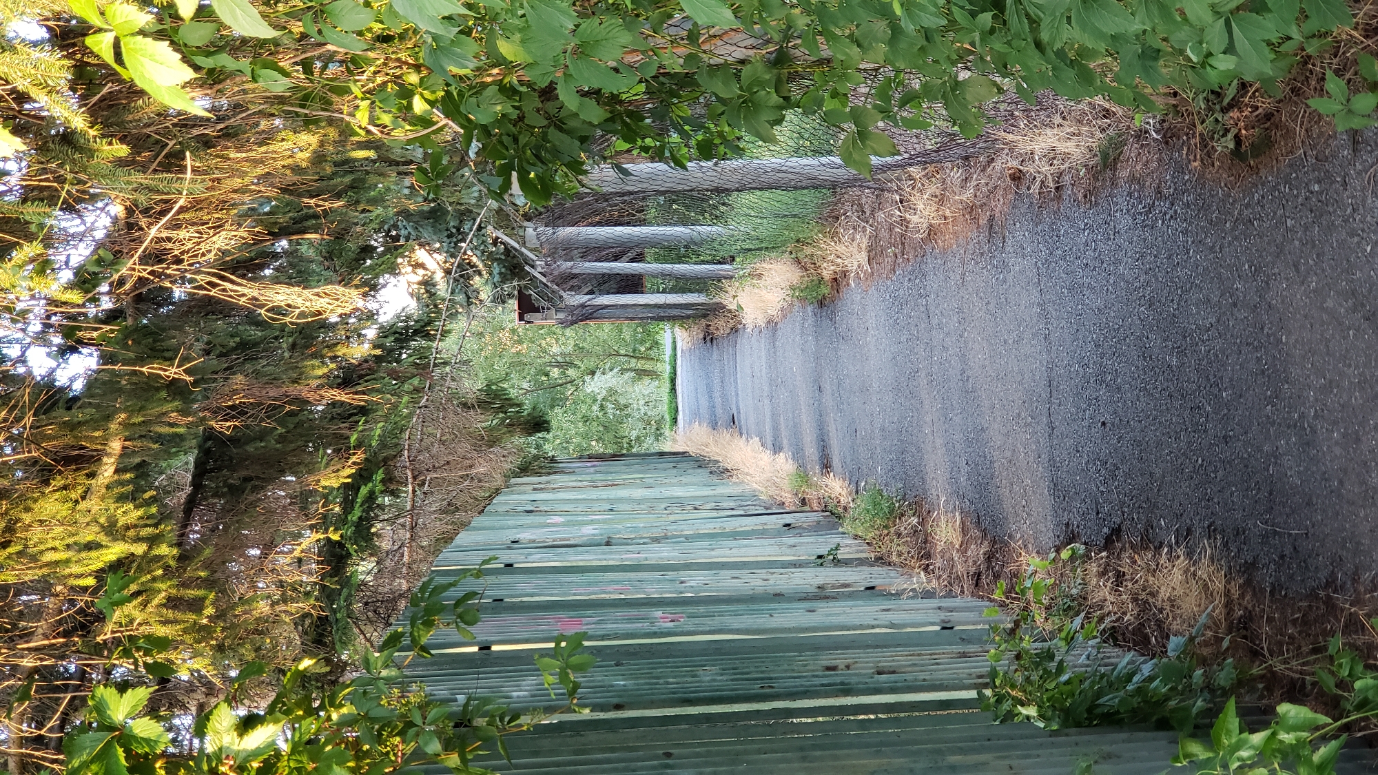 A narrow asphalt pathway runs through a green, tree-lined area, bordered by a weathered, teal-colored corrugated metal fence on the left and a chain-link fence with concrete posts on the right. Overhanging pine branches with sunlight filtering through them create a dappled effect on the path and fences. Dried grass and some green foliage grow along the edges of the pathway. In the distance, the path curves slightly, leading towards a more open, sunlit area with trees and foliage. The scene appears to be a secluded path, possibly in a park or a less developed area within the city of Prešov, Slovakia, given the general appearance of the vegetation and the construction of the fences. There are no people or animals visible in the image.