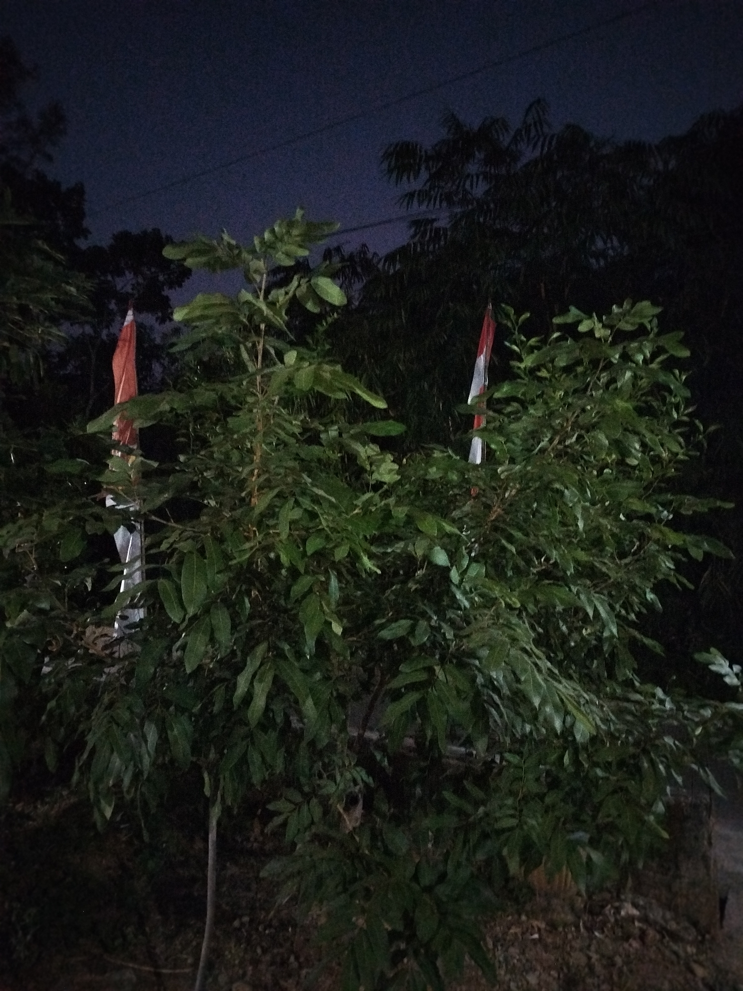The image captures a night scene in Mojogedang, Indonesia, focusing on lush green foliage with two Indonesian flags partially visible. The flags, featuring red and white horizontal stripes, are positioned behind the plants, suggesting they are planted in the ground. The environment appears to be outdoors, with a dark, slightly starry sky above, hinting at a rural or suburban setting. The ground is covered in soil and leaf litter. The lighting is dim, characteristic of nighttime, with some illumination possibly coming from unseen sources.