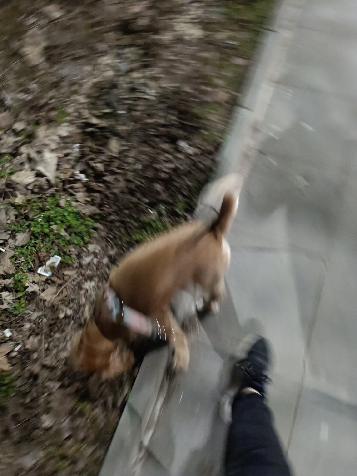 A blurry, ground-level photograph shows a person walking a light-brown dog on a leash along a sidewalk next to a patch of ground covered in leaves and some sparse greenery. The person is wearing a black shoe and black pants. The sidewalk is made of concrete. The photograph lacks sharpness, making it difficult to discern finer details of the location in Pleven, Bulgaria.