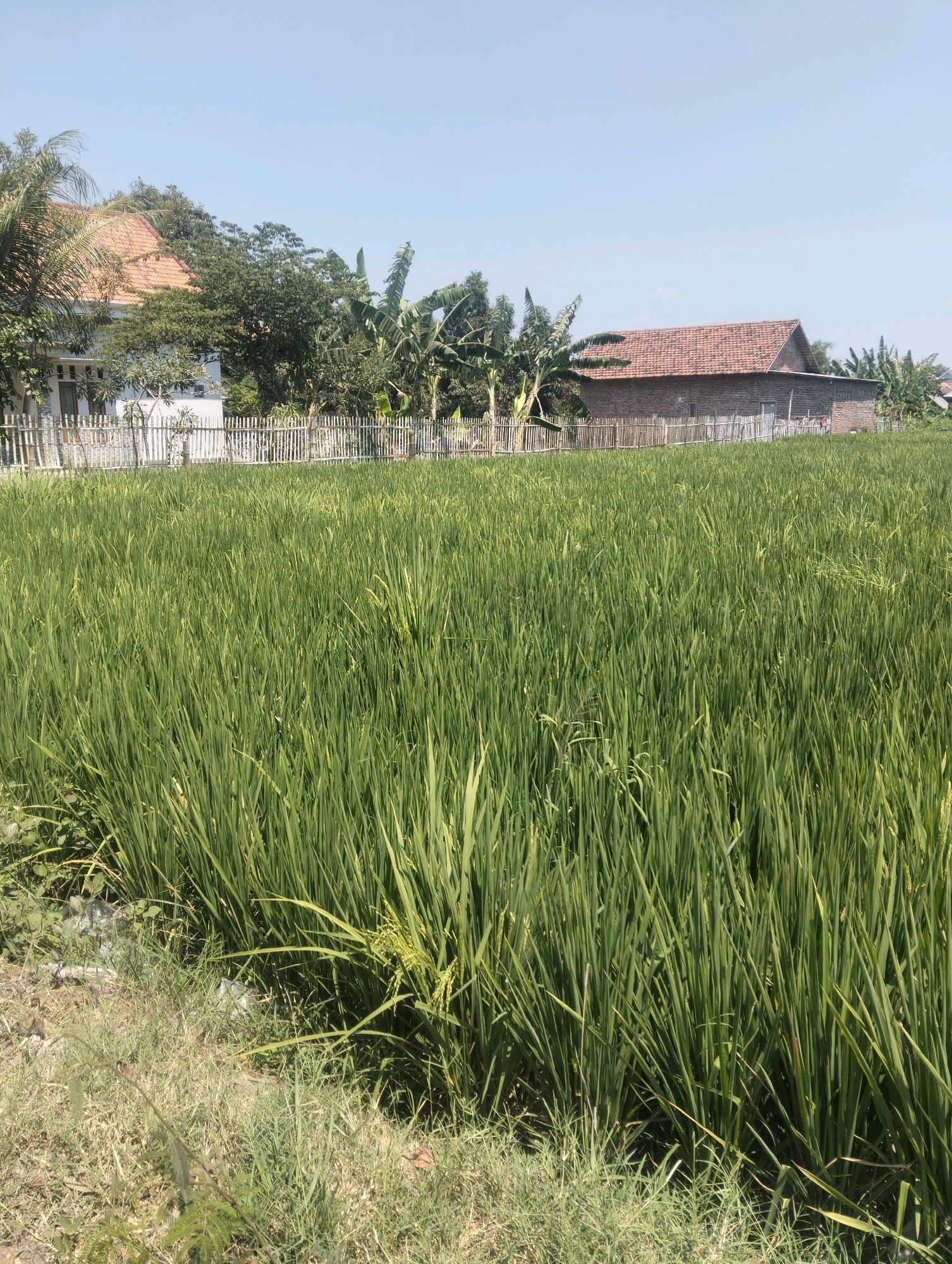A clear, bright day at a rural scene in Curah Tulis, Indonesia, showcases a vast, vibrant green rice paddy in the foreground. The rice stalks are tall and dense, reaching up towards the sky. In the middle ground, a rustic bamboo fence separates the paddy from the residential area. Behind the fence, two houses are visible. The house on the left has an orange tiled roof and white walls, surrounded by lush green trees, including palm trees. The house on the right is constructed of brick with a similar orange tiled roof, and is also bordered by trees and banana plants. The sky above is a pale, clear blue with no clouds. The ground beside the paddy is dry and grassy, with some scattered debris. The overall impression is one of serene rural life.