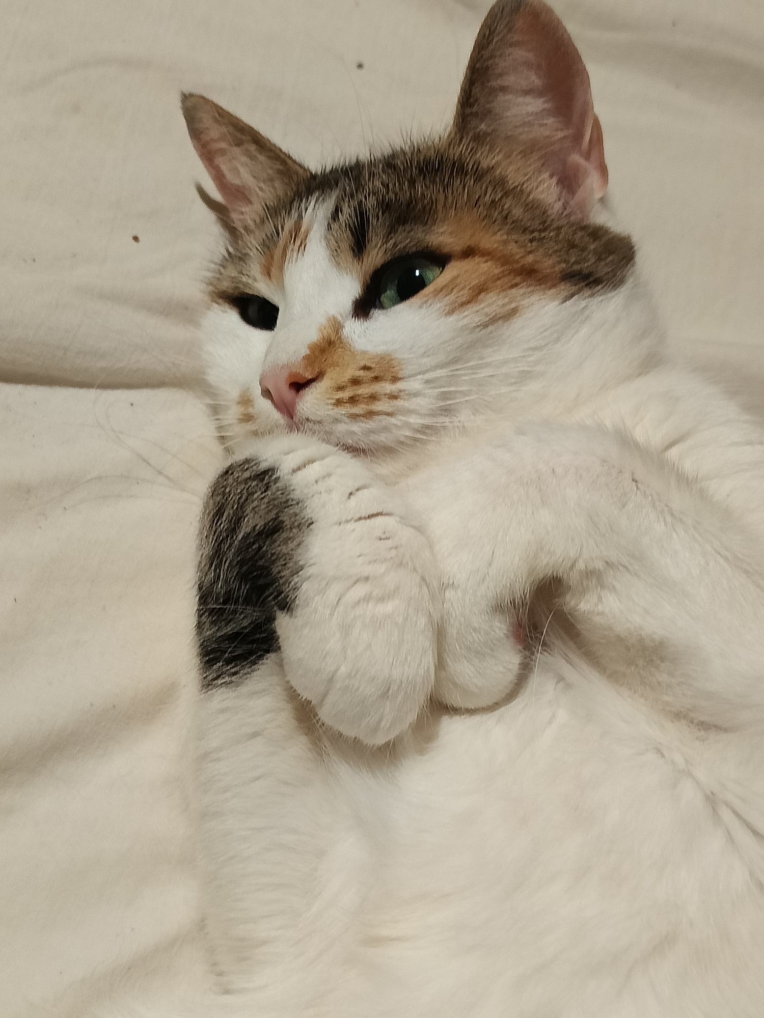 A calico cat with green eyes is lying on a white, textured surface, possibly a bedspread or blanket. The cat's fur is a mix of white, black, orange, and brown. Its left paw is resting on its chin, and its right paw is visible to the right of its face. The lighting is warm and soft, creating shadows that highlight the texture of the cat's fur and the surface it's lying on. There are a few small dark spots visible on the white surface. The image is a close-up, focusing on the cat's face and upper body. There is no indication of location in the city of Varna, Bulgaria.