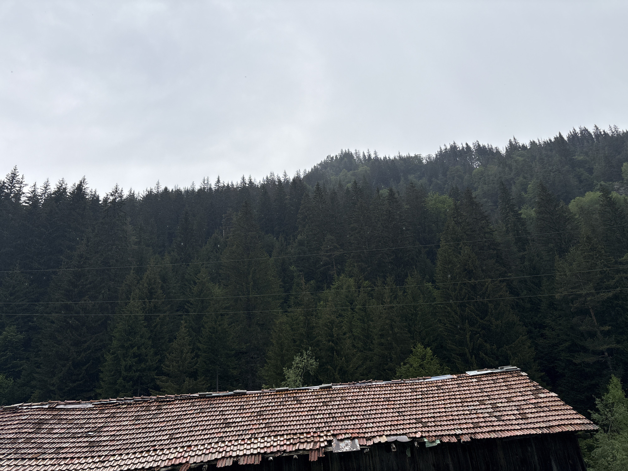 The scene is located in Здравец, Bulgaria, depicting an outdoor landscape under a uniformly light grey, overcast sky. A dense, dark green coniferous forest covers a prominent hill or mountain slope that extends across the entire width of the image, dominating the midground. The tree line forms an irregular horizon against the sky. Multiple thin, dark utility lines, likely power or communication cables, are visible traversing horizontally across the mid-section of the forest, partially obscured by tree branches. Small, scattered white specks, consistent with light precipitation or environmental debris, are discernible against the dark trees and grey sky. In the lower right foreground, a significant portion of an aged, gabled roof is visible. The roof is covered with numerous terracotta-colored tiles, exhibiting extensive weathering, discoloration, and visible damage, including broken and missing tiles. The underlying dark structural elements of the building are partially visible beneath the damaged tile edges. No individuals or animals are present.