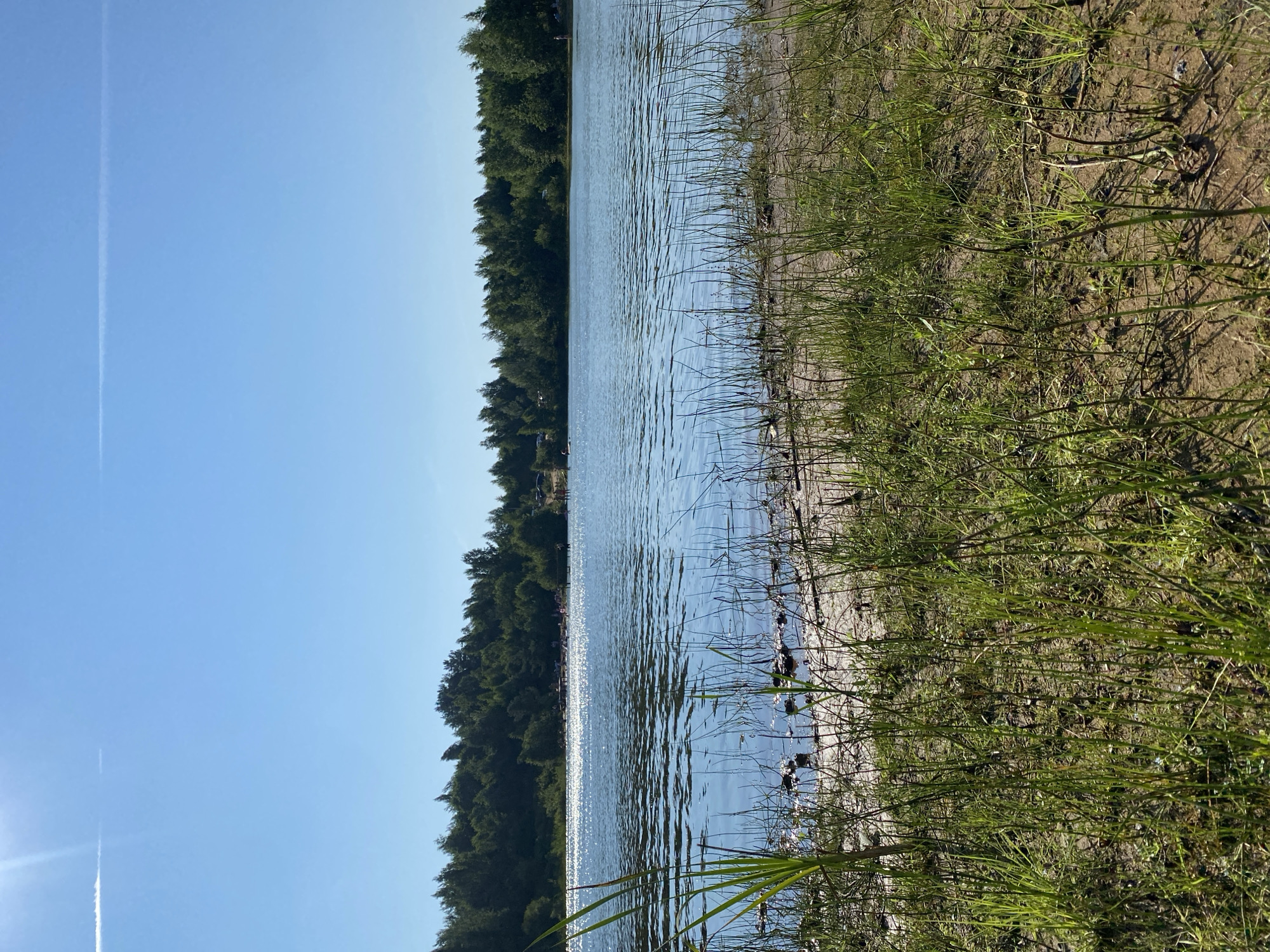The image depicts a sunlit, tranquil lake scene, likely located in Krasnaya Gorka, Russia. The foreground is dominated by tall, green grass and sandy soil along the lake's edge. The lake itself is calm with gentle ripples, reflecting the bright blue sky and the surrounding lush green trees. A thin, white contrail stretches across the upper portion of the sky. In the middle ground, a treeline borders the far side of the lake. Further into the lake, there are several small groups of people and some wooden structures, suggesting a recreational area. The overall atmosphere is one of peaceful natural beauty on a clear, sunny day.