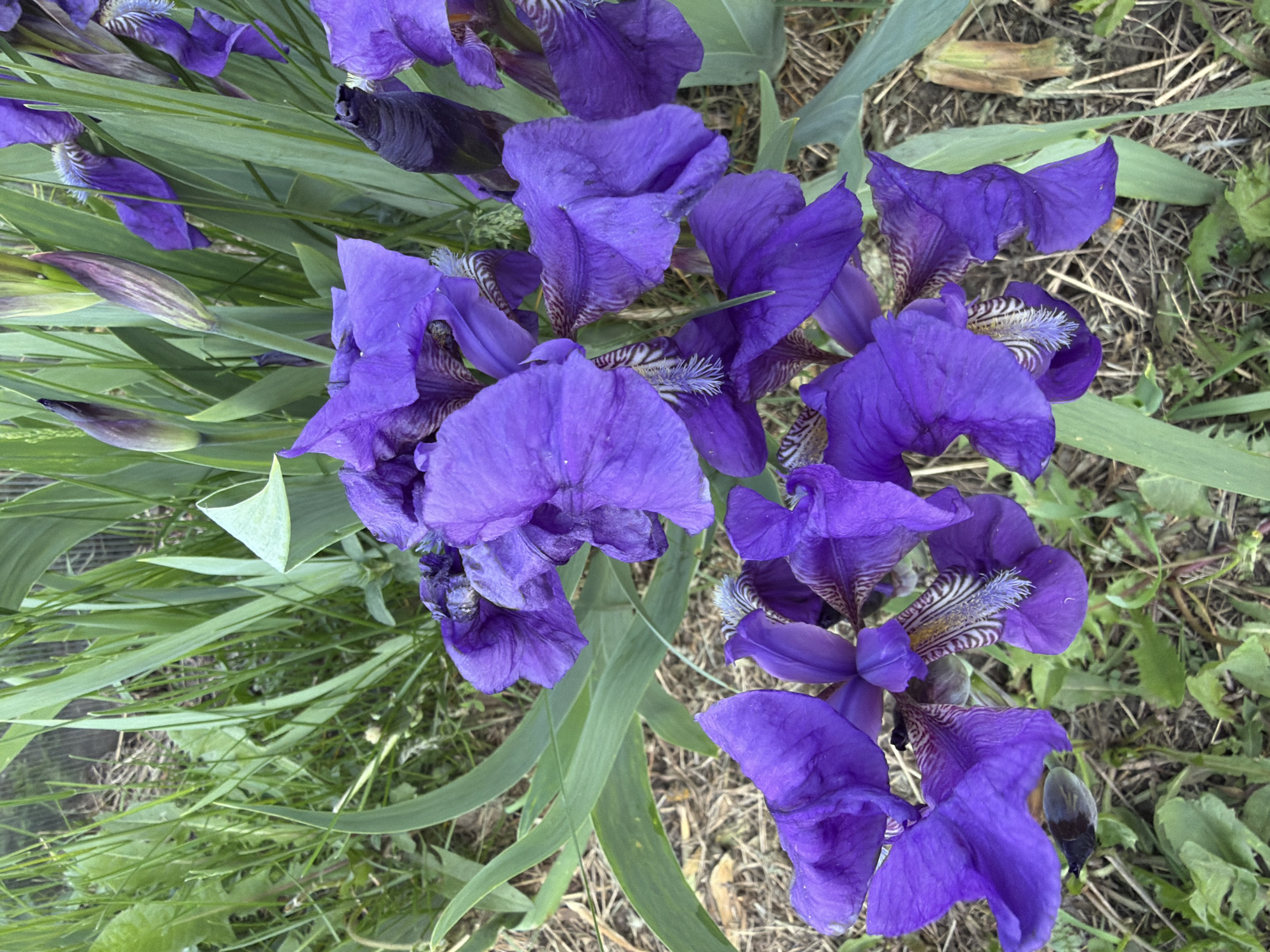 The image depicts a cluster of purple irises in full bloom, surrounded by long, green leaves. The flowers are the dominant feature, their petals exhibiting a textured, slightly crumpled appearance. Interspersed among the blossoms are several closed iris buds, varying in shades from green to dark purple. The background consists of dry grass and soil, with some patches of green vegetation. The location is not evident.