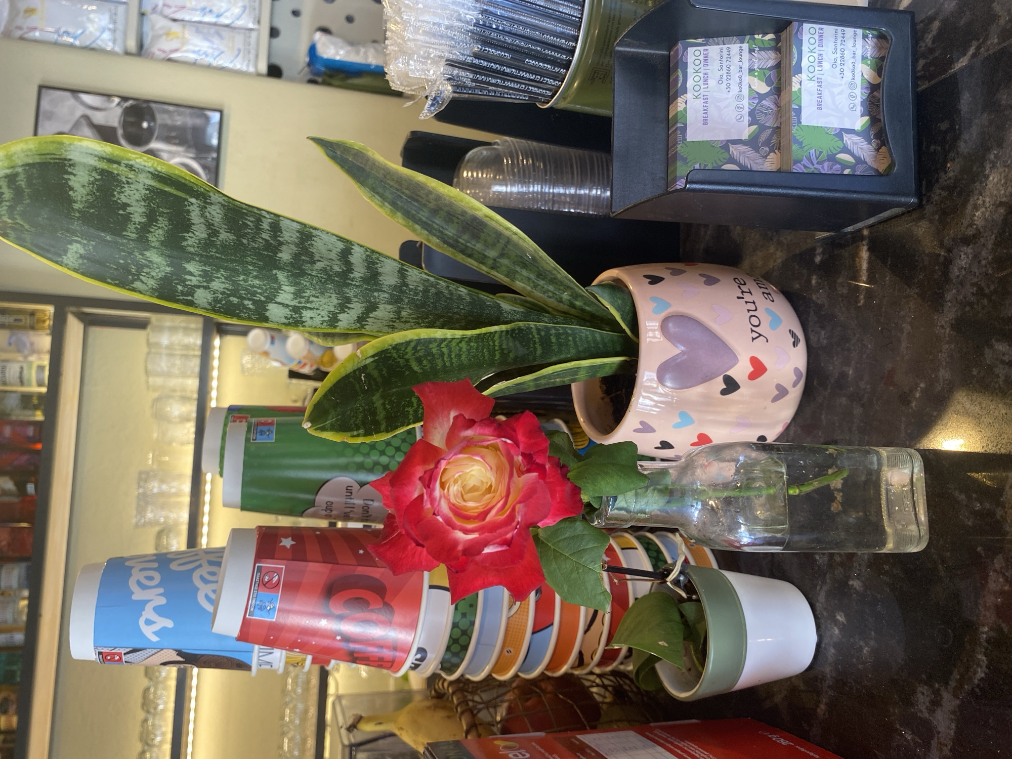 The image depicts a close-up view of a counter in what appears to be a cafe or bar. The setting is Ia Municipal Unit, Greece, as indicated by the business cards present in the scene.
In the foreground, a single red and yellow rose is presented in a clear glass bottle filled with water. The rose is vibrant, with deep red outer petals transitioning to a lighter yellow and white towards the center. To the right of the rose, a snake plant with variegated green and yellow leaves is potted in a pink ceramic planter decorated with multi-colored hearts and the words "you're amazing" in cursive.
Behind the rose and snake plant, a stack of colorful disposable cups is visible, featuring designs with comic book-style characters and text. Further in the background, shelves are stocked with glassware and various items, and a framed black and white photograph hangs on the wall. To the right, a black dispenser holds a stack of business cards for "KOOKOO" a place offering "BREAKFAST | LUNCH | DINNER," with an address in Oia, Santorini, and a phone number. Packs of individually wrapped straws are also visible in a green container.
The overall impression is one of a welcoming and decorated establishment.