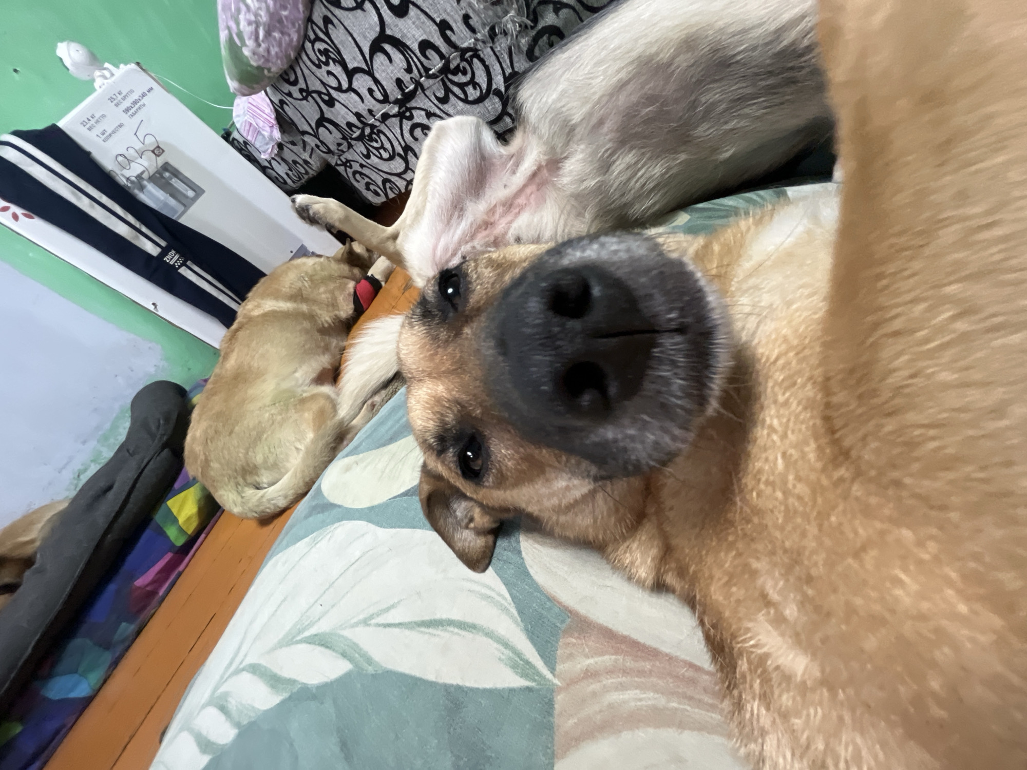 This media file shows a close-up, low-angle view of two dogs lying down. The dog in the foreground has its face very close to the camera, filling much of the frame. Its snout is dark and wet, with visible nostrils, and its dark eye is looking slightly off-camera. The dog has tan fur. Behind it, another dog with lighter, graying fur is lying on its back, with its belly exposed. A third dog, with tan fur, is curled up in the background, on the left side of the frame. The dogs appear to be resting on a bed or couch with a patterned fabric.
To the left of the dogs, a white cardboard box is visible, propped up against a wall. Text on the box is partially visible and appears to be in Russian. The text includes "ZNDK", weight specifications (23.4 kg, 25.7 kg), and dimensions (590x390x340 mm). A black and white striped garment, possibly pants or a sleeve, is draped over the box. The overall setting suggests an indoor environment, possibly a living room or bedroom. The lighting is not particularly bright, and there are no strong indicators of the time of day or weather. The dogs seem relaxed, indicating a peaceful, domestic scene.