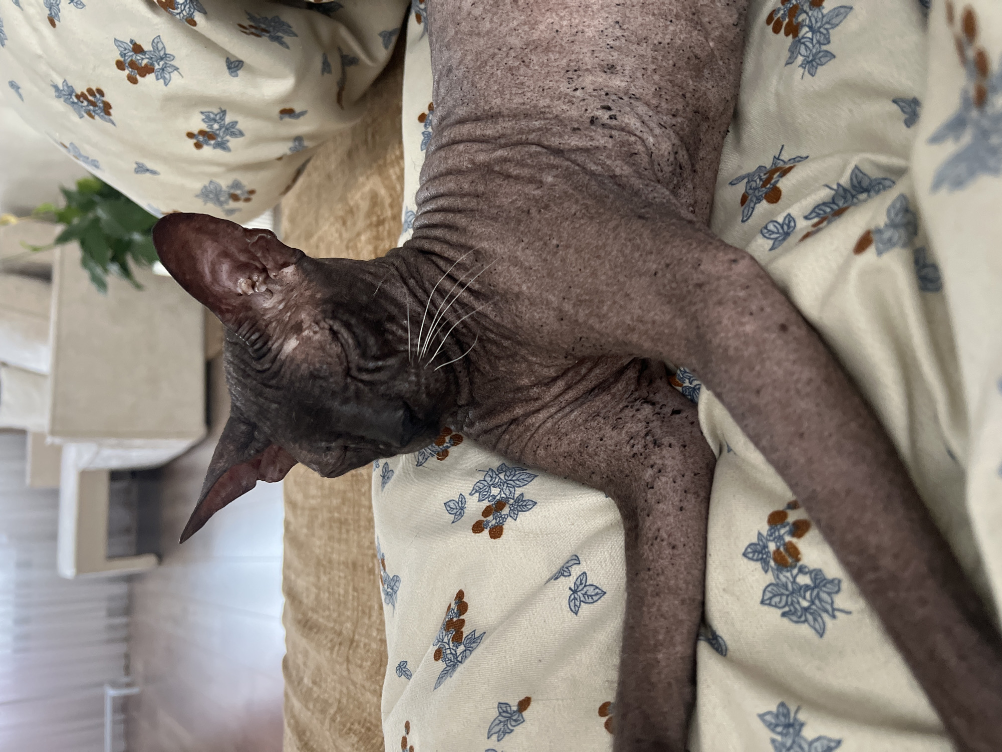A hairless cat, likely a Sphynx breed, is lying down on a bed with a floral patterned duvet. The cat is dark-colored with wrinkled skin and large ears. Its eyes are closed, suggesting it is resting or sleeping. The background shows a blurred interior of a room with furniture and curtains. The image is a close-up shot, focusing primarily on the cat and its immediate surroundings. There is no information in the image to indicate its location in Votkinsk, Russia.