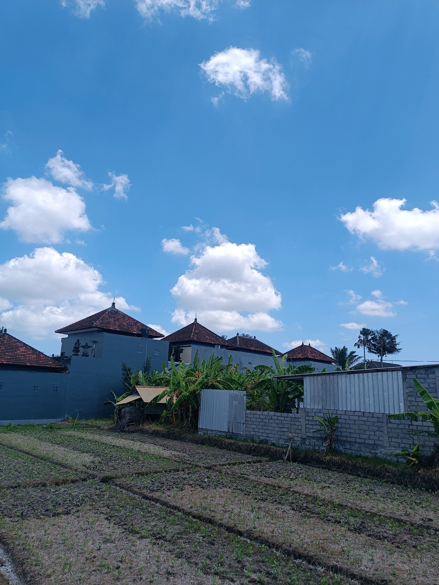 The image captures a scene in Tabanan, Indonesia, featuring a cultivated field in the foreground under a bright blue sky dotted with fluffy white clouds. The field appears recently plowed or prepared for planting, with visible rows and patches of dark soil and sparse, dry vegetation.
Behind the field, a wall constructed of grey concrete blocks runs horizontally across the mid-ground. Adjacent to this wall, on the left, are several buildings with traditional Balinese architectural elements, characterized by their grey stucco facades and reddish-brown tiled roofs, some featuring ornate finials. Lush green banana trees and other tropical foliage are visible behind the wall and around the buildings, adding a vibrant contrast to the man-made structures.
To the right of the buildings, a corrugated metal fence forms part of the boundary. Further to the right, a single palm tree stands tall, its fronds swaying in the breeze, silhouetted against the sky. The overall impression is one of a rural or semi-rural setting within Tabanan, showcasing a blend of agricultural land, residential architecture, and tropical vegetation under a clear, sunny day. No people are visible in the image.