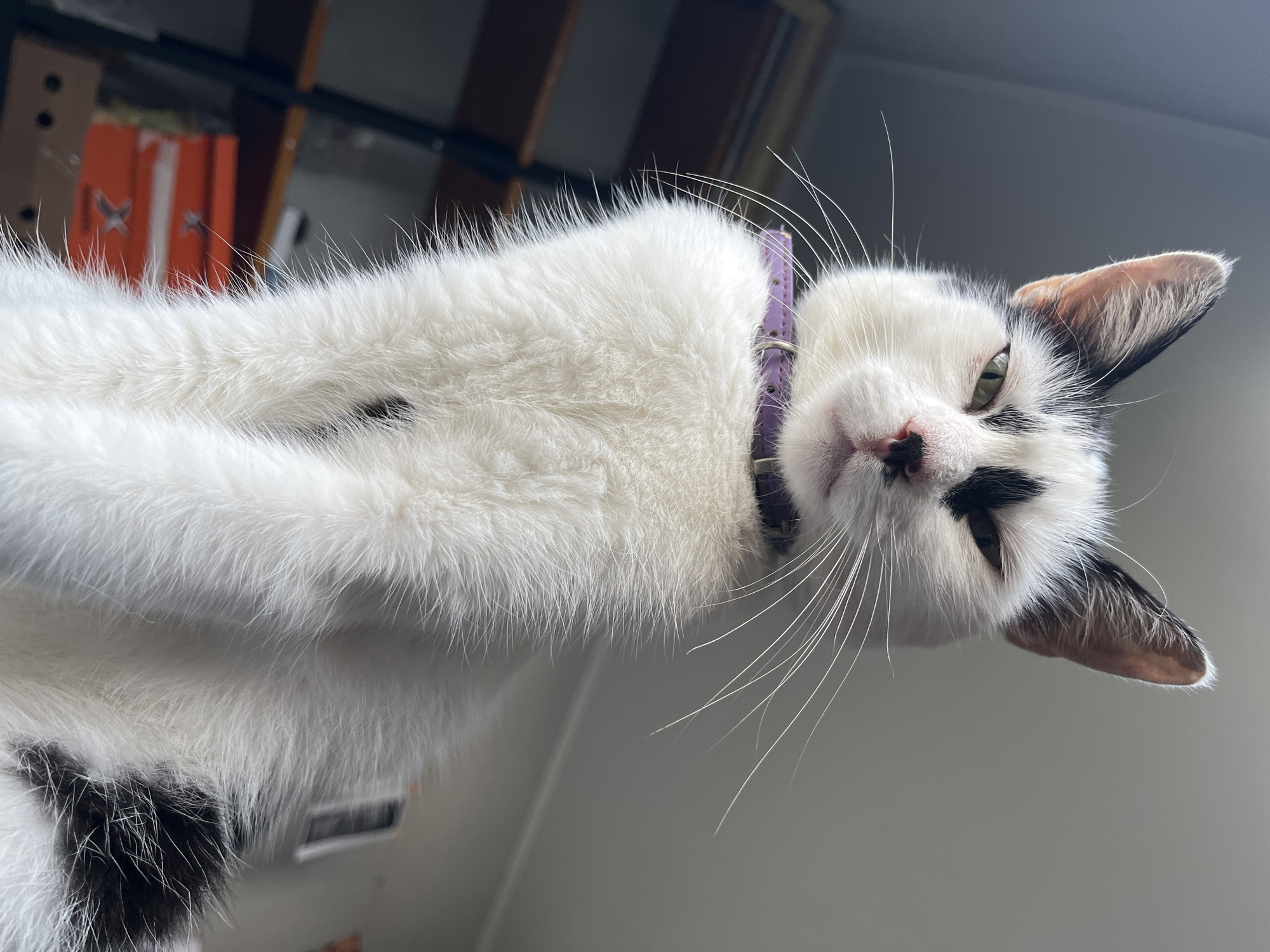 A low-angle, close-up shot captures a black and white cat looking directly at the camera. The cat is wearing a purple collar. Its fur is white with black markings, including a patch over its left eye and ear, and a black spot on its chest. The cat's expression is somewhat stern, with narrowed eyes. The background is blurred, with hints of shelves and orange boxes on the left, and a plain gray wall on the right. The lighting appears to be natural, coming from the right. The setting is indoors, likely a room in a residence. The specific location of Ureki, Georgia, cannot be determined from the visual information provided in the image.