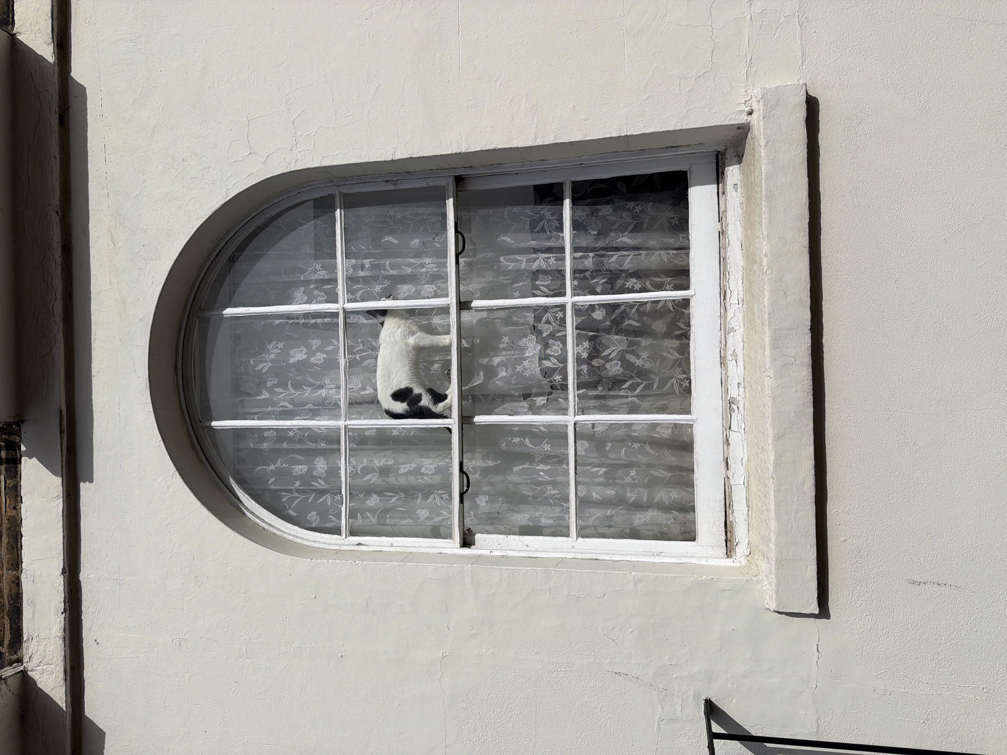 A cat with white and black fur is positioned between the open sections of a white-framed window. The window, set in a light-colored wall, is divided into rectangular panes and features a semi-circular section on its left side. A decorative curtain is visible behind the cat. The location is London, United Kingdom.