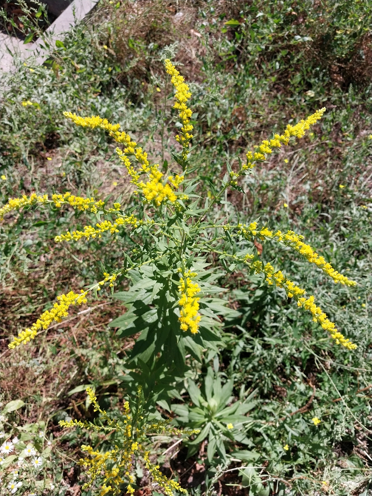 The image shows a bright yellow wildflower blooming in a patch of green foliage, suggesting a natural environment likely within a park or a roadside area. The plant features numerous small yellow flowers clustered along its stems, with broader green leaves at its base. The background is a blur of green and brown vegetation, indicating an outdoor setting. The lighting suggests daytime. The specific location in Dnipro, Ukraine, is not discernible from the visual elements alone.