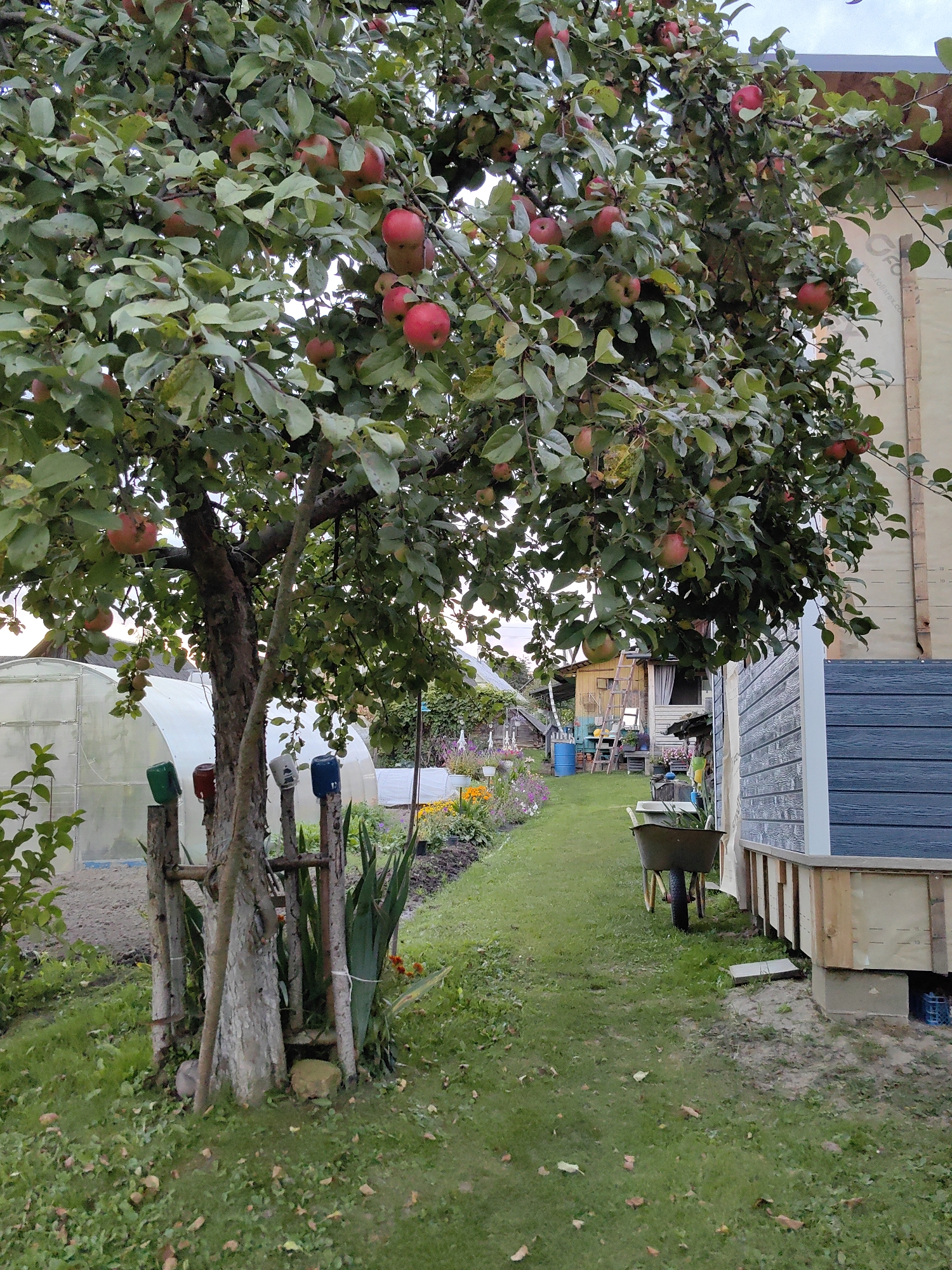 The image depicts an outdoor scene in a rural setting, likely a garden or backyard. In the foreground, a large apple tree with numerous red apples and green leaves dominates the frame. The tree trunk is rough and textured, with some lower branches extending outwards. Several colorful buckets (green, red, white, and blue) are attached to wooden posts near the base of the tree, which are part of a rustic fence.
To the left of the apple tree, a section of a greenhouse with a white, curved structure is visible, partially obscured by the tree's foliage. In the background, a pathway or lawn extends into the distance, bordered by flower beds with various colorful blooms, including orange and purple flowers. Further back, there's a small, weathered wooden building with a ladder leaning against it, and a blue barrel. To the right of the image, a modern structure with dark blue, horizontal siding is prominent. A green wheelbarrow filled with green foliage is positioned near this building. The ground is covered in green grass, with scattered fallen leaves. The overall impression is of a well-maintained, informal outdoor space with elements of both agriculture and domestic living. The location is identified as Дзямідавіцкі сельскі Савет, Belarus.