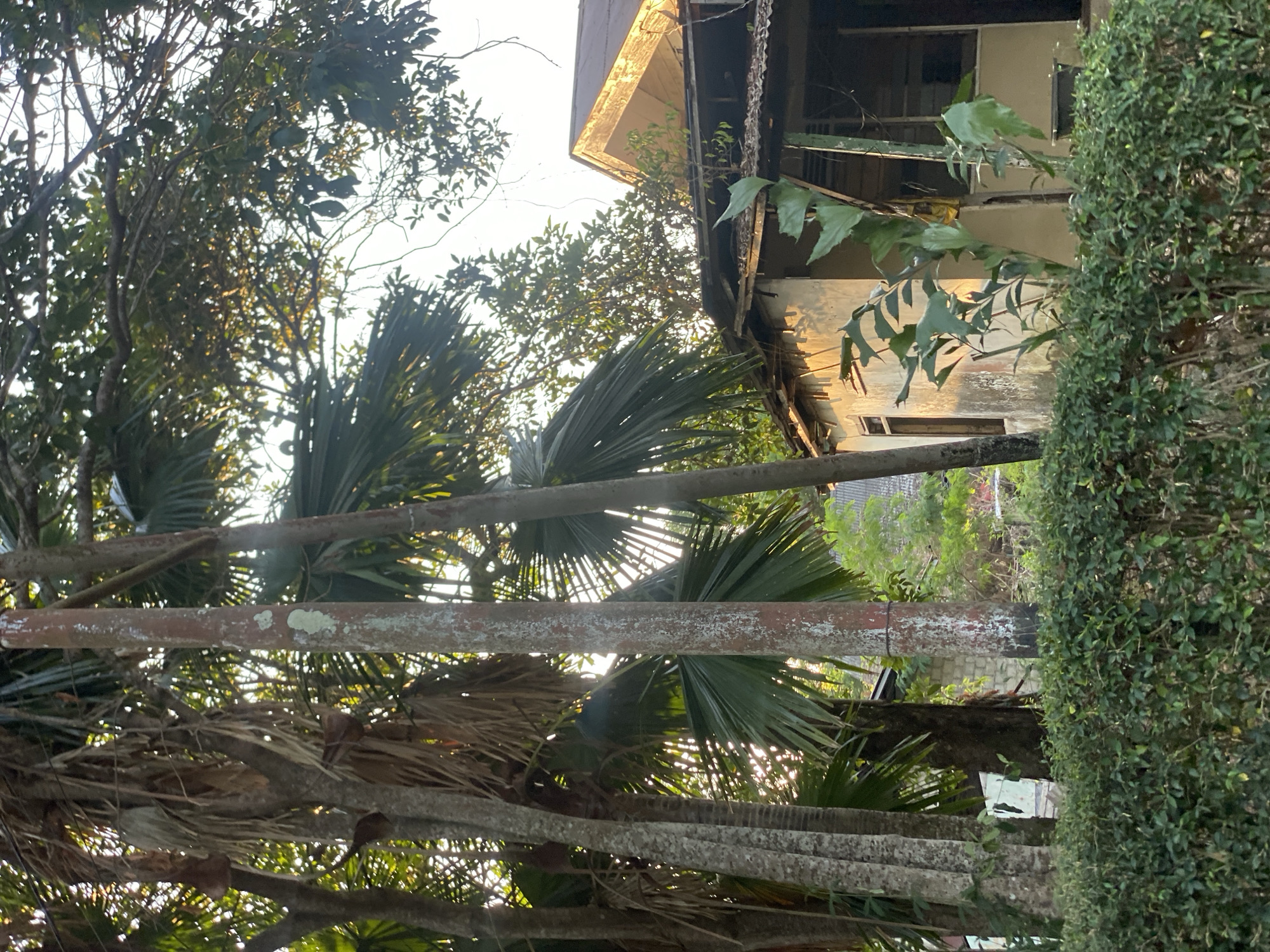 The image captures a view of a rundown house with a damaged roof, situated amidst lush vegetation, including palm trees and a manicured hedge in the foreground. The house, painted in a pale yellow, exhibits signs of disrepair with exposed wooden beams and debris on the roof. Sunlight filters through the dense foliage, casting dappled shadows on the building and the surrounding greenery. The scene suggests an abandoned or neglected property, possibly located in a tropical or subtropical region given the presence of palm trees. The image does not contain any people or explicit signs of recent human activity. The overall impression is one of a serene yet melancholic natural setting encroaching upon a decaying structure.