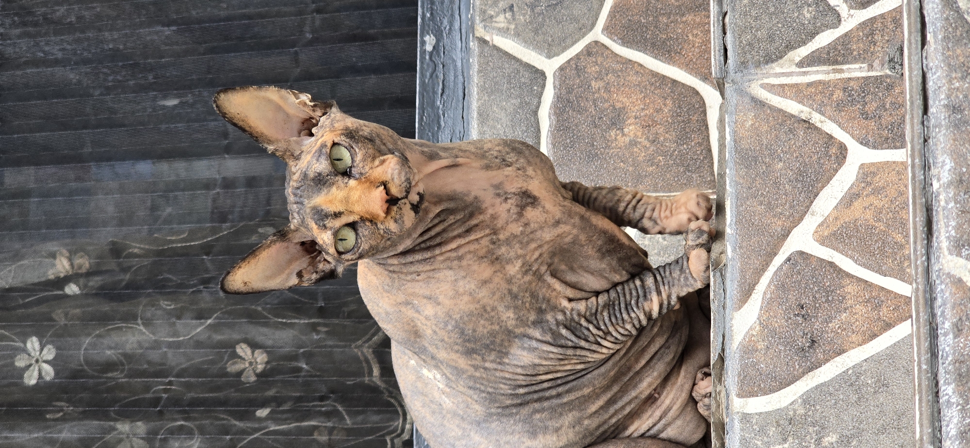 A Sphynx cat with green eyes and brown and black mottled skin is lying down with its head tilted up, looking at the camera. The cat is positioned on a textured, stone-like surface with white grout lines, which appears to be an outdoor patio. To the left of the cat is a dark, textured surface with a subtle floral pattern, possibly a screen or a mat. The cat's paws are visible, with striped markings on its legs and toes. The lighting suggests it is daytime, and the overall mood is relaxed, with the cat appearing curious. There is no visible text in the image. The scene is likely a residential outdoor area in Baku, Azerbaijan, given the context provided.