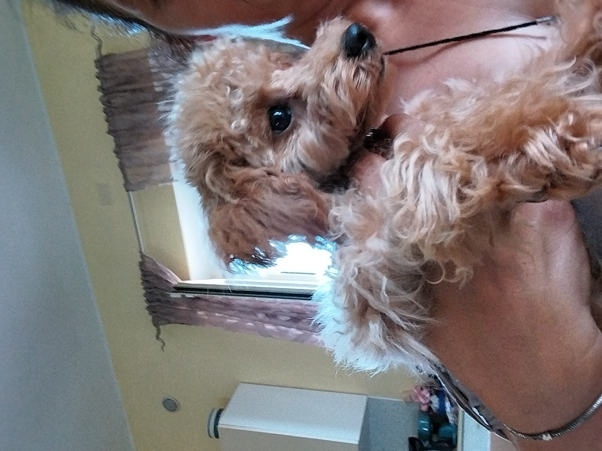 A small, light brown poodle with curly fur is being held by a person. The dog's face is visible, with dark eyes and a black nose. The person's shoulder and neck are also visible, and they are wearing a silver bracelet. In the background, there is a window with purple curtains, and a yellow wall. A white cabinet is visible on the left side of the image. The scene appears to be indoors, possibly in a residential setting. The location is Aprilia, Italy.